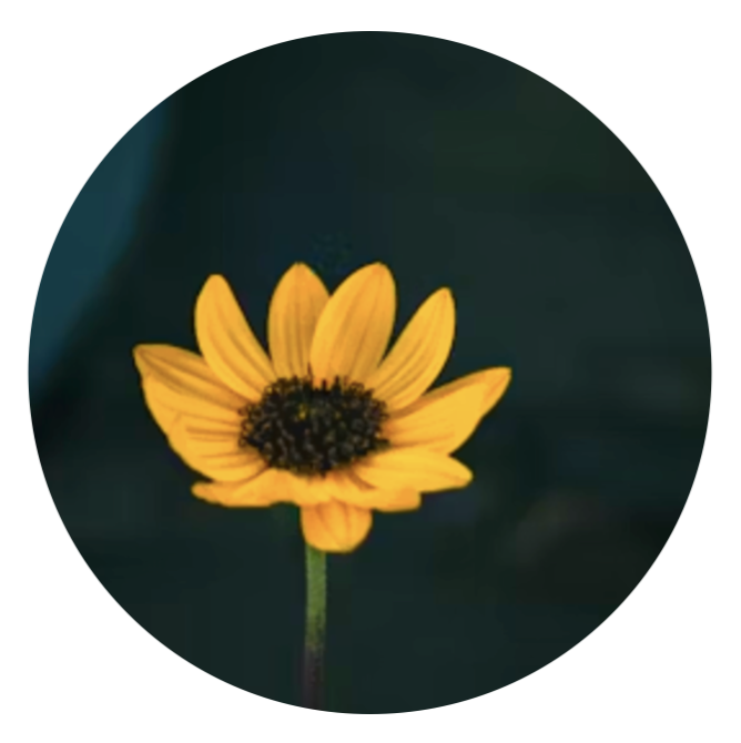 Yellow flower