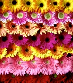 Image 8-1-19 at 3.31 PM (28).jpeg