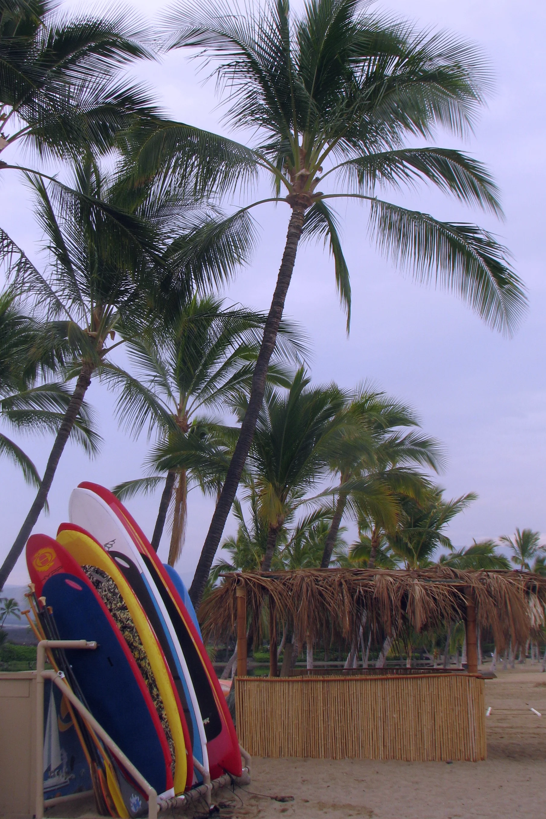 Let's Surf.jpg