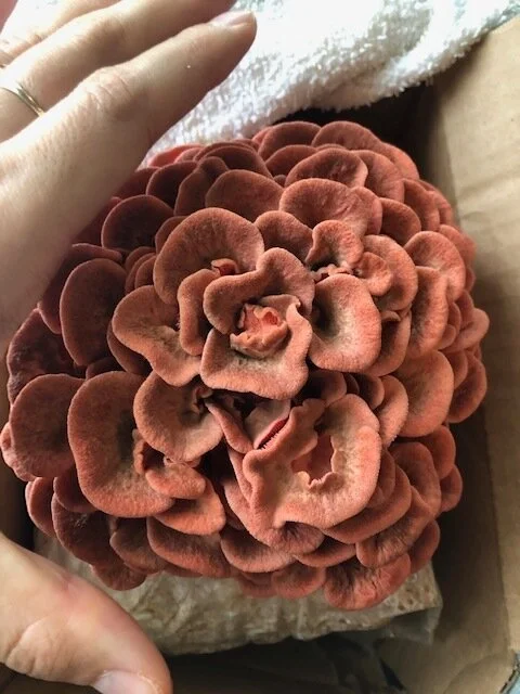 grow kit step 3.jpeg