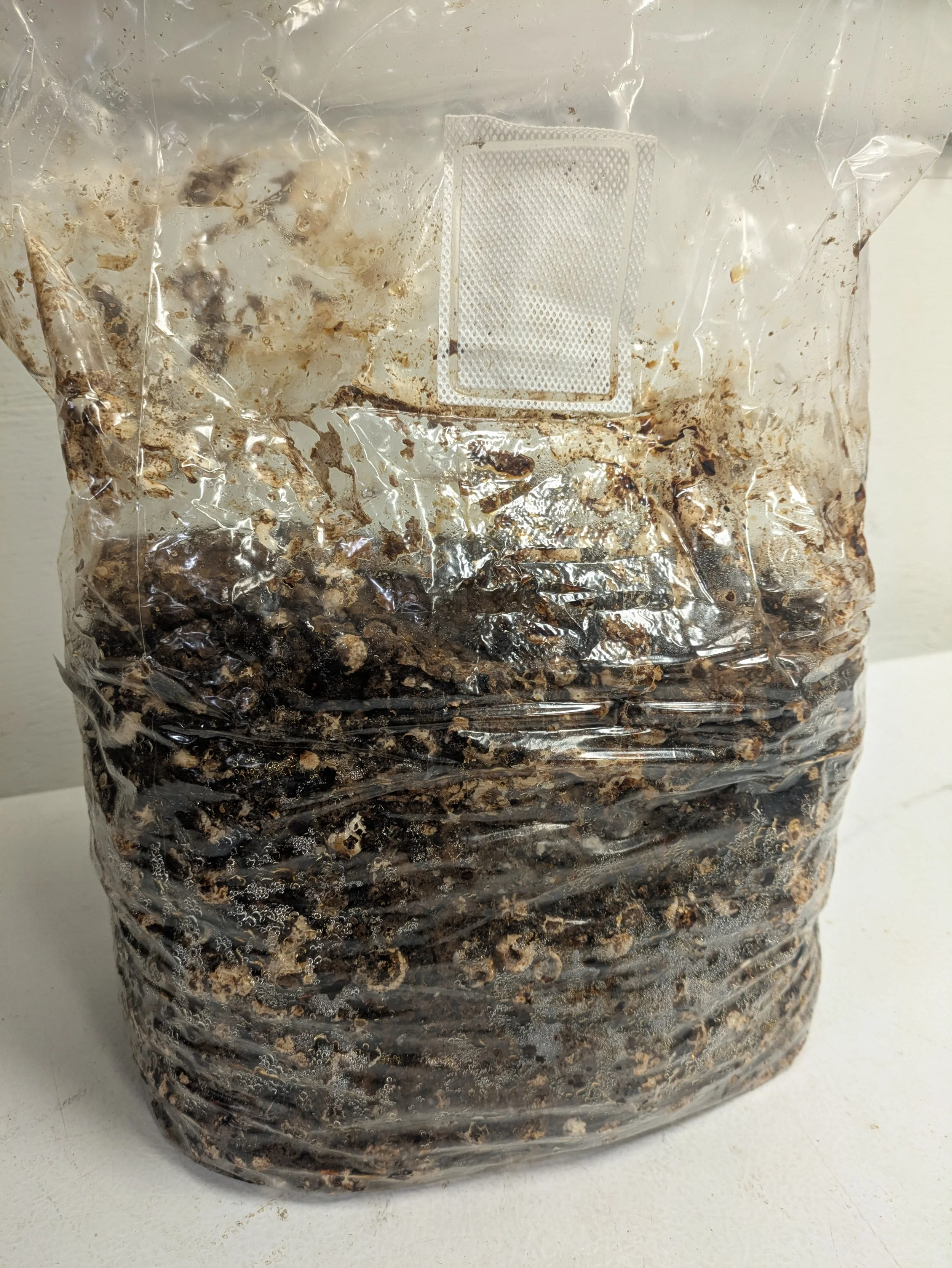 Shiitake substrate block.jpg