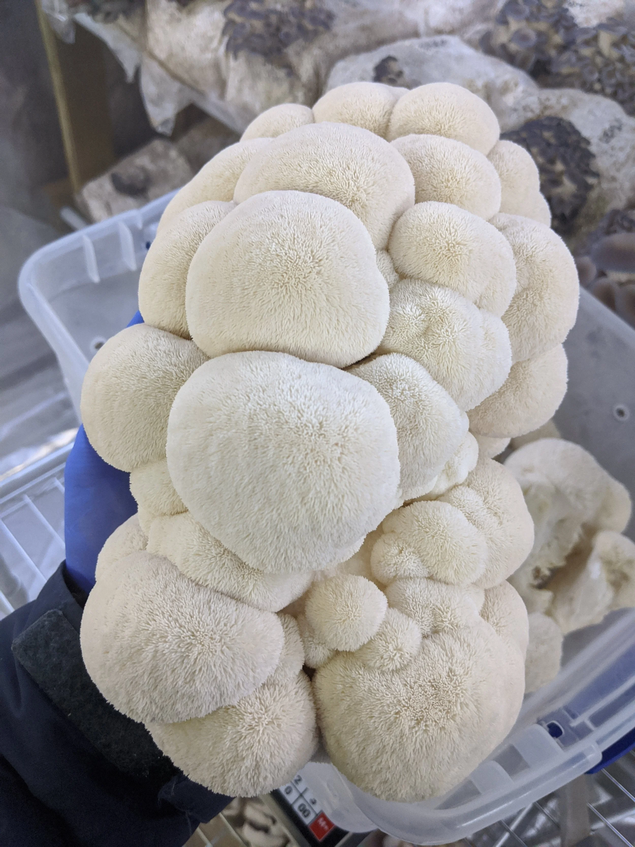 Fresh Organic Lion's Mane Mushrooms