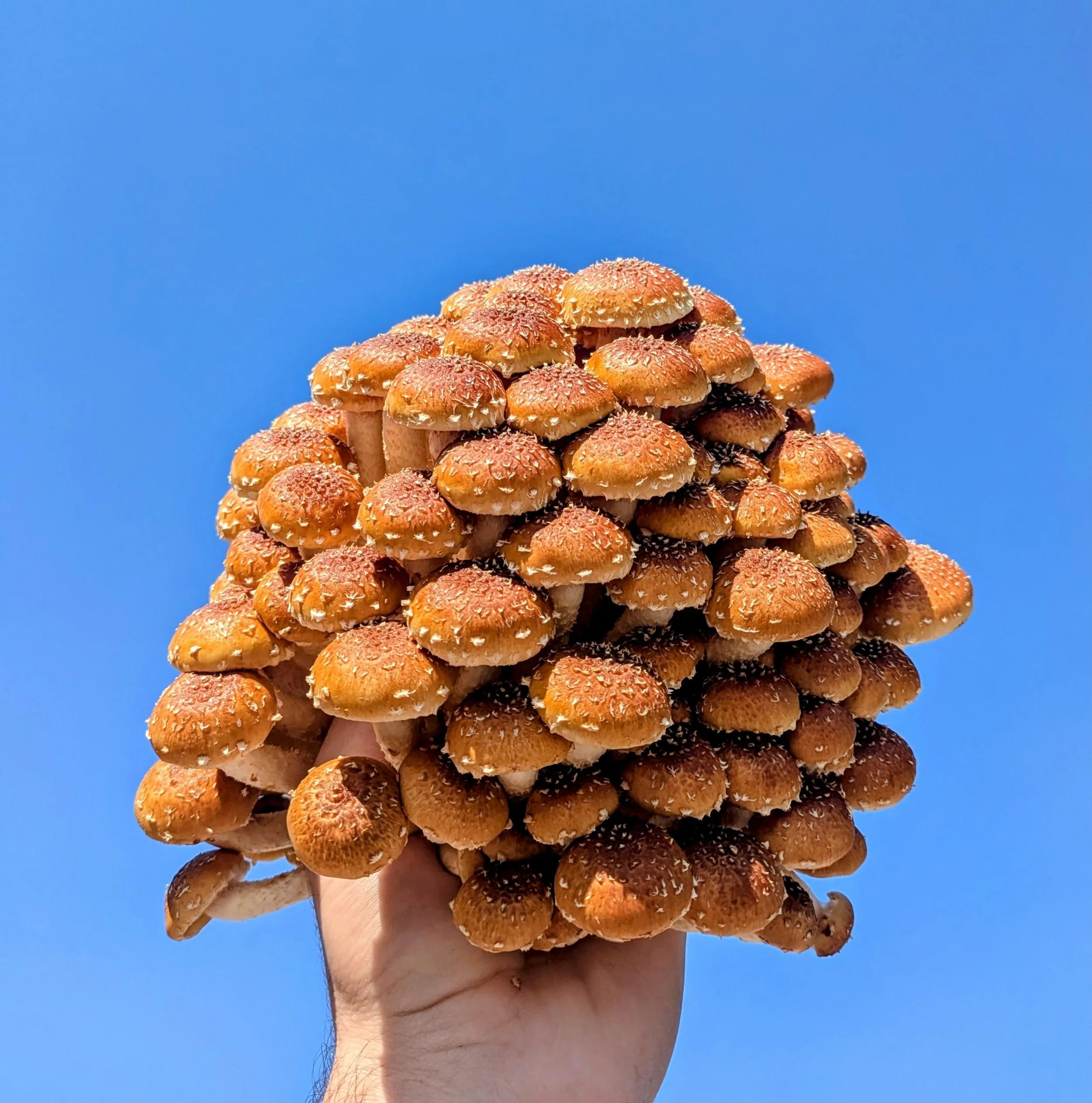 Chestnut 1.jpg