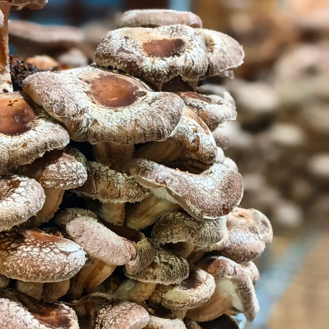 shiitake 2.webp