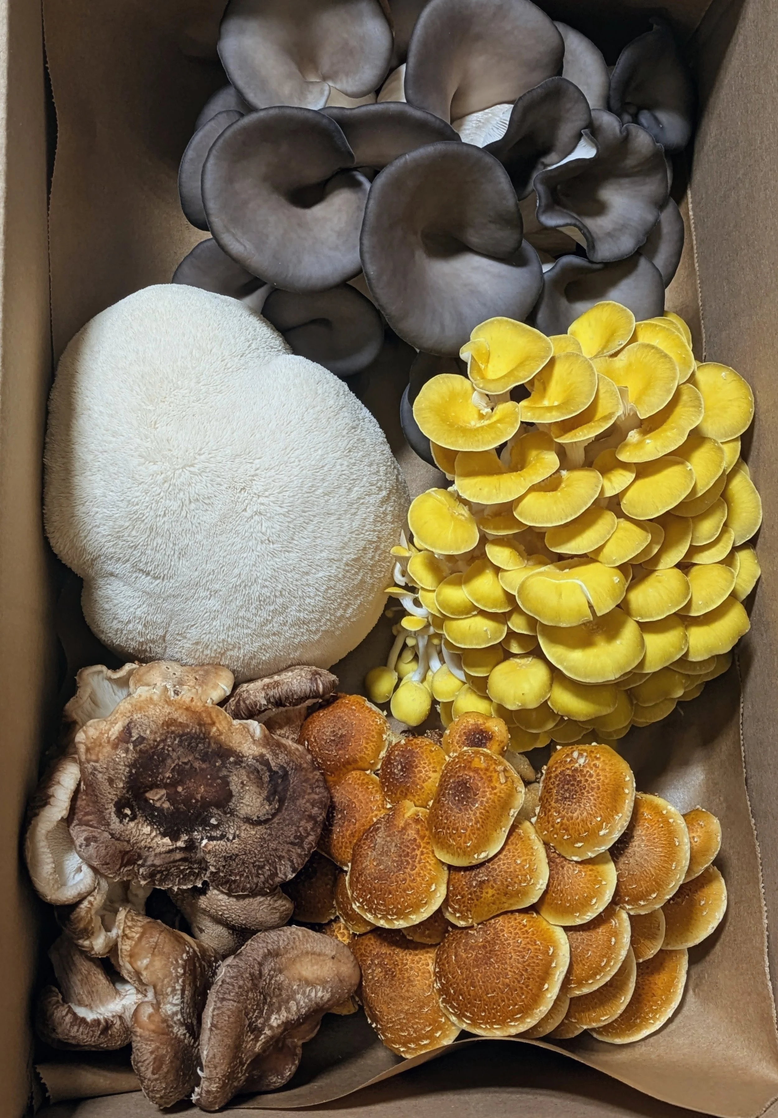 Fresh Organic Farmer's Mushroom Blend