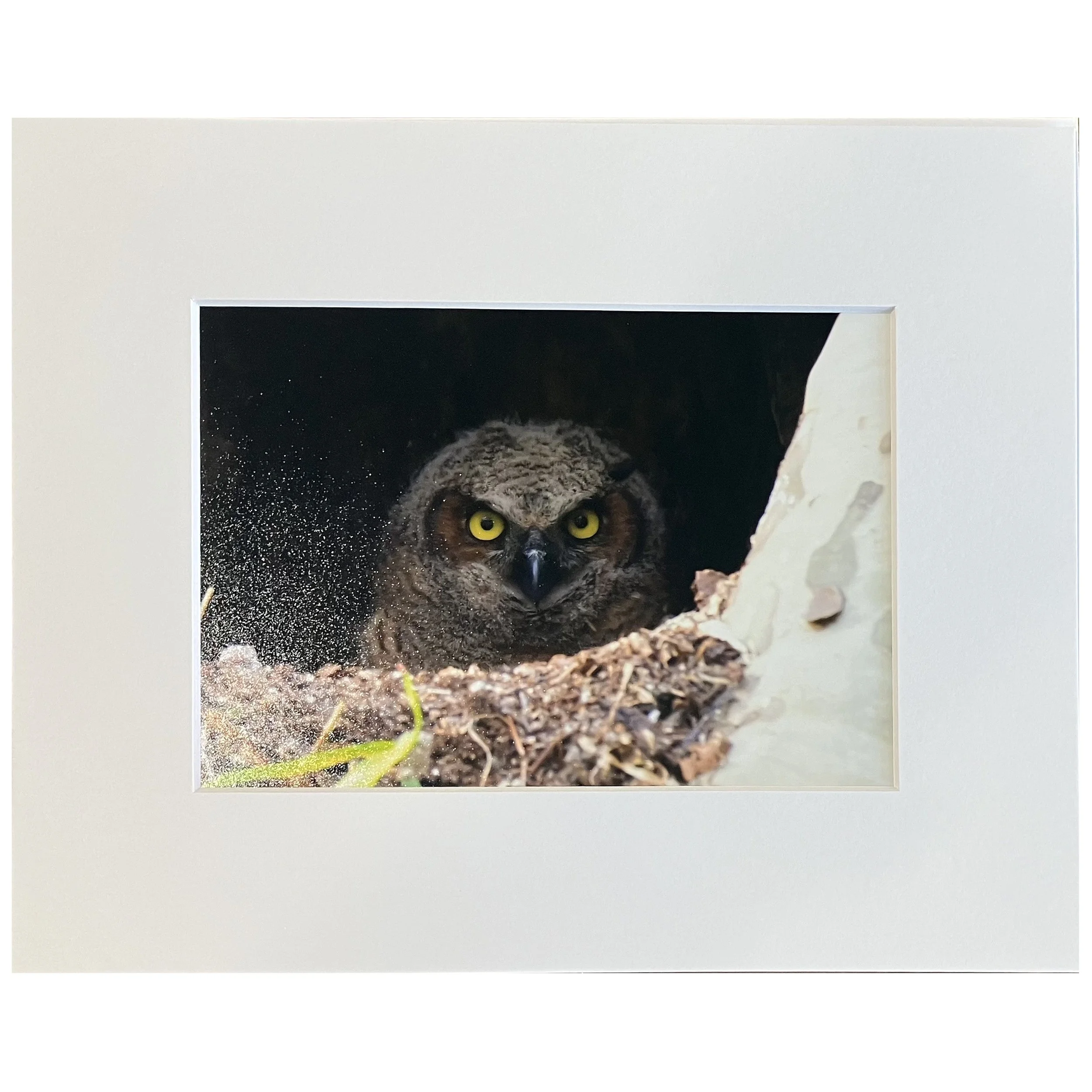 Joanna Tucker - Yellow Eyes (Great Horned Owl).jpg