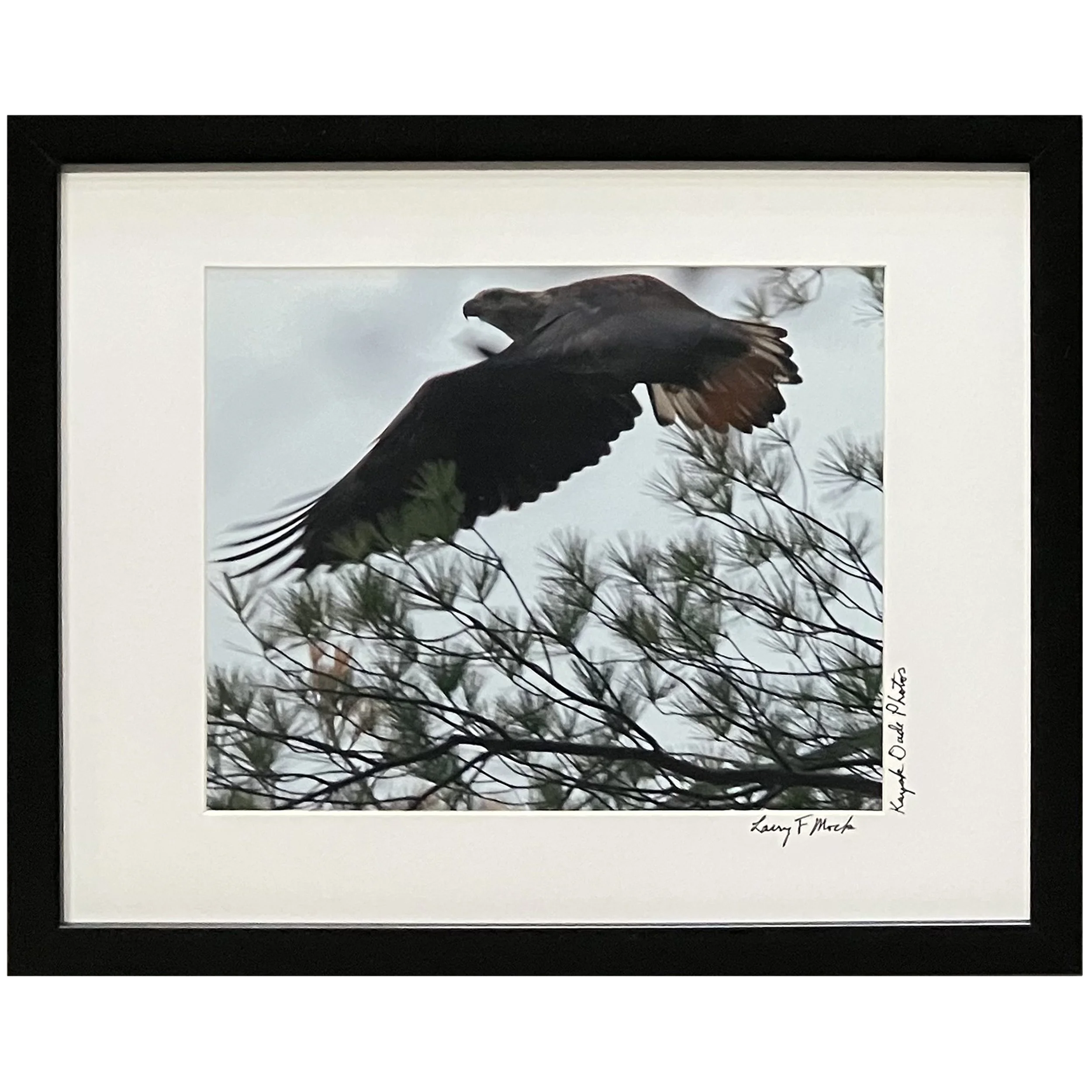 Juvenile Eagle, October 25