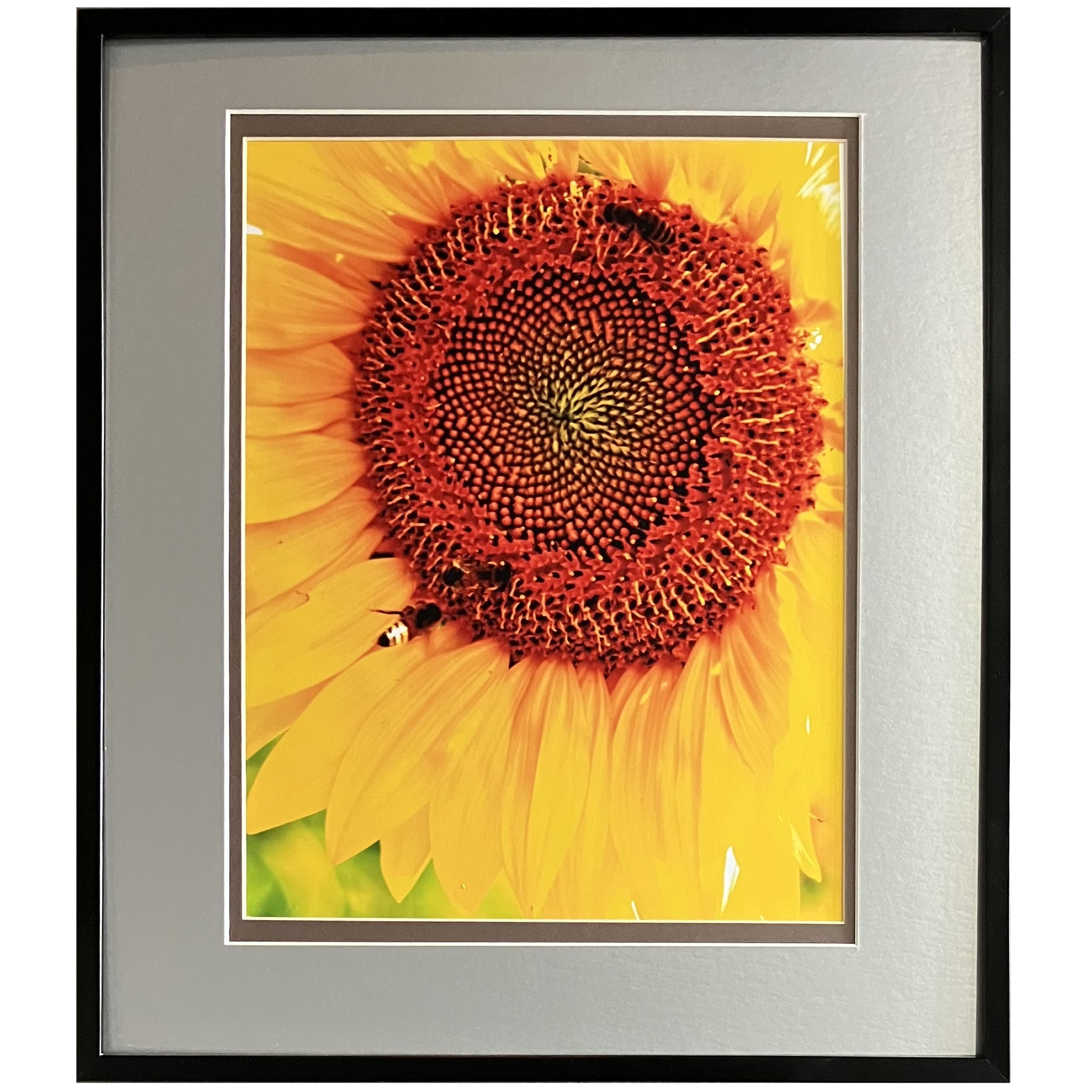 Danny Bowers - Sunflower Visitors.jpg