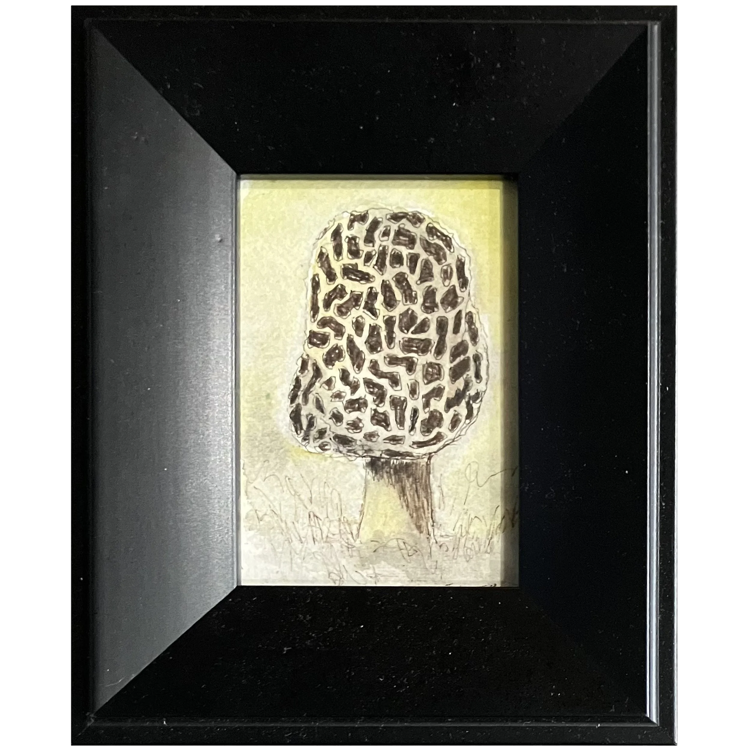 Morel #1