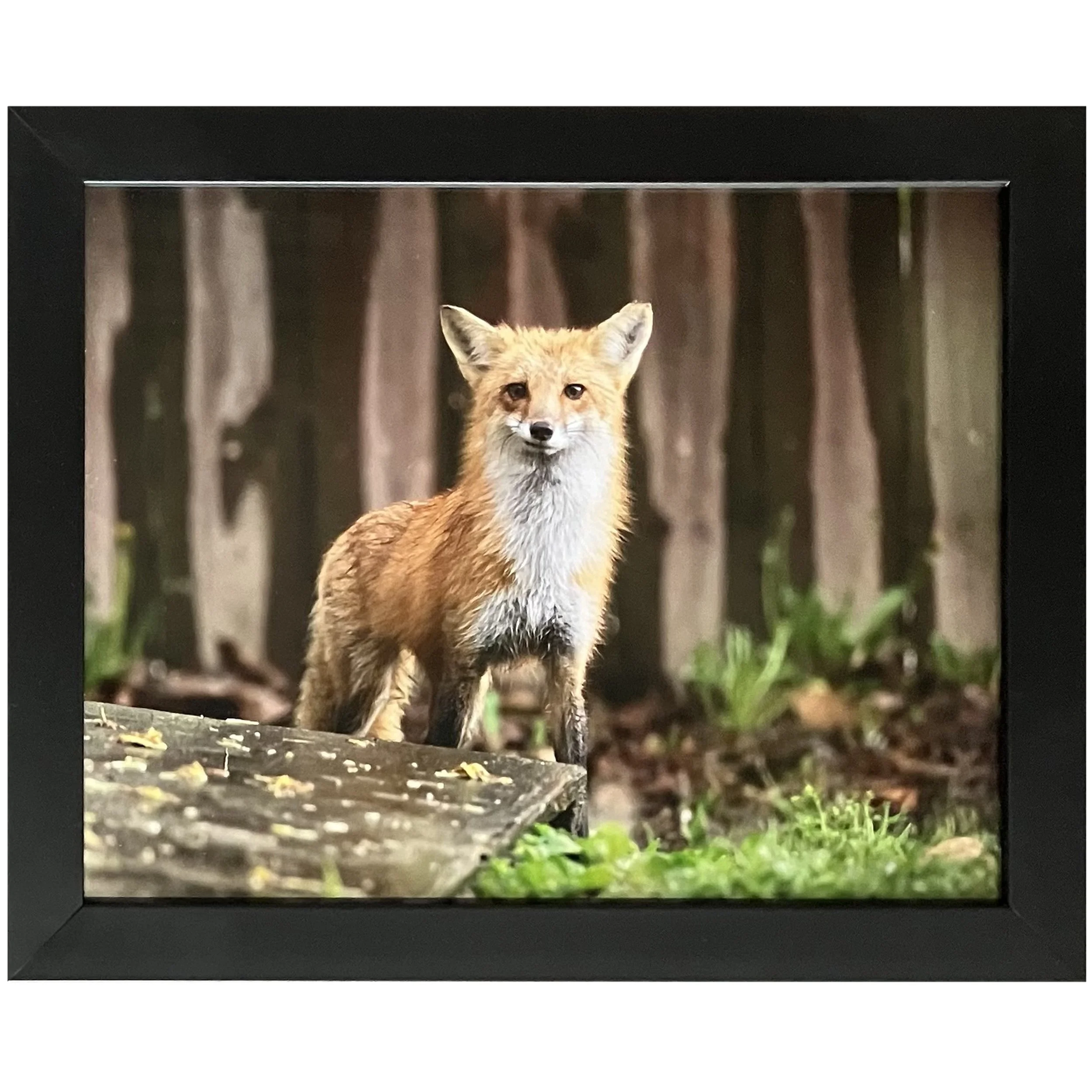 Carrie Ball - Red Fox QUOTES Kealy QUOTES.jpg