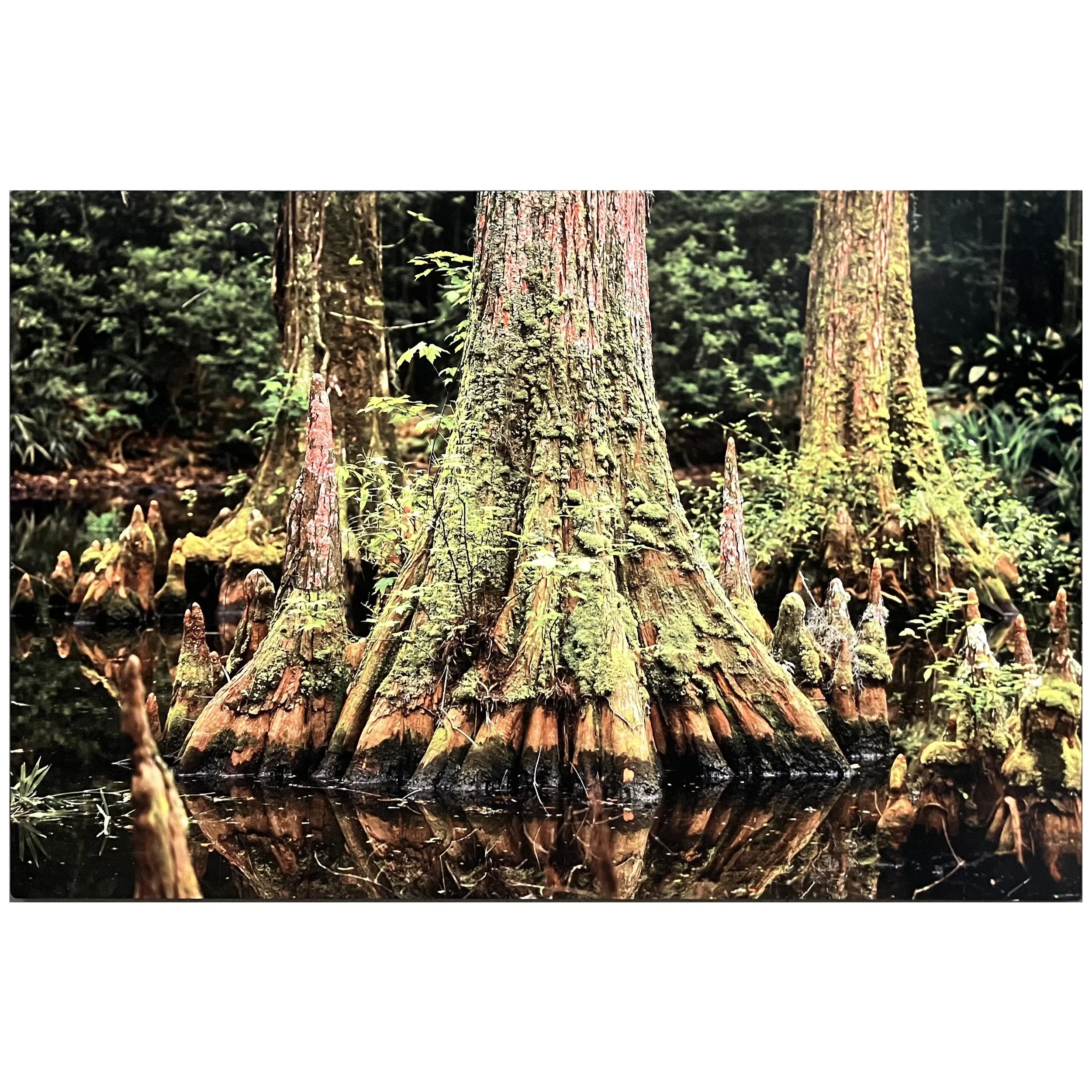 Carrie Ball - Whispers of the Cypress.jpg