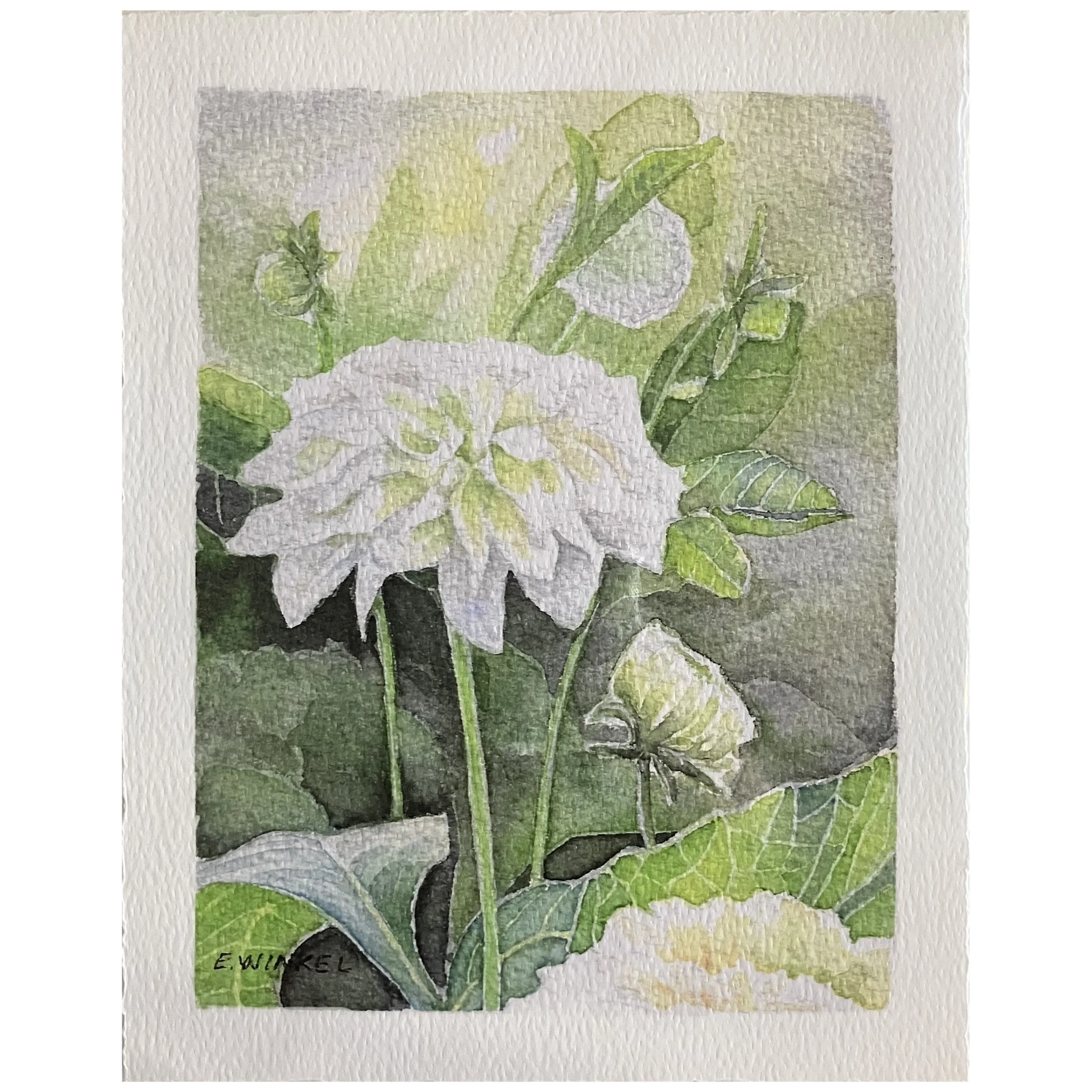 Emily Winkel - White Dahlia Print.jpg