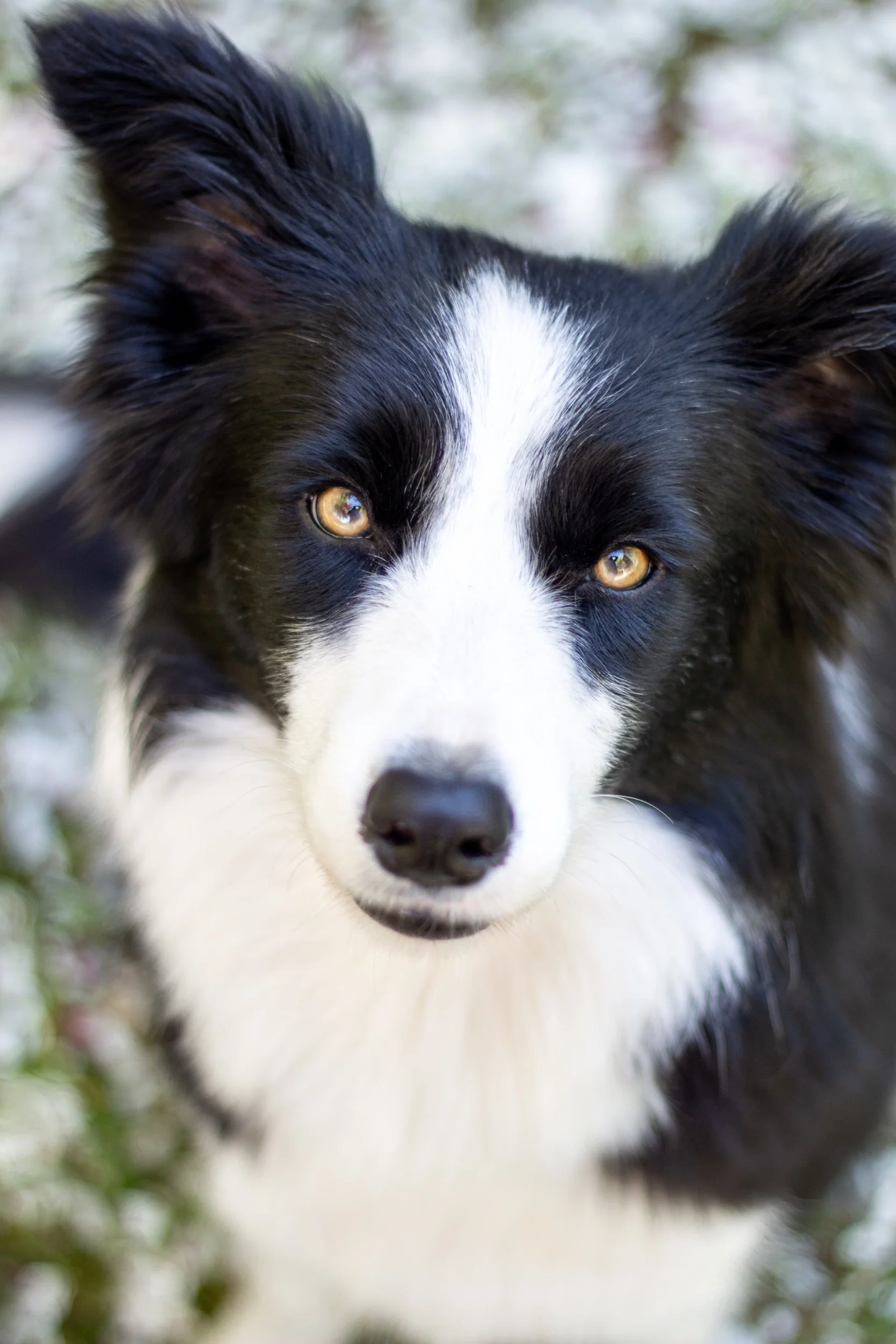 trading post border collie