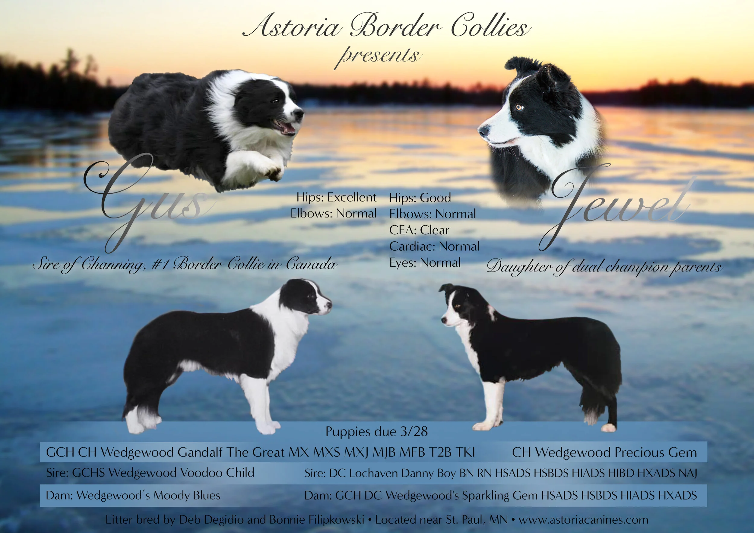 border collie hips