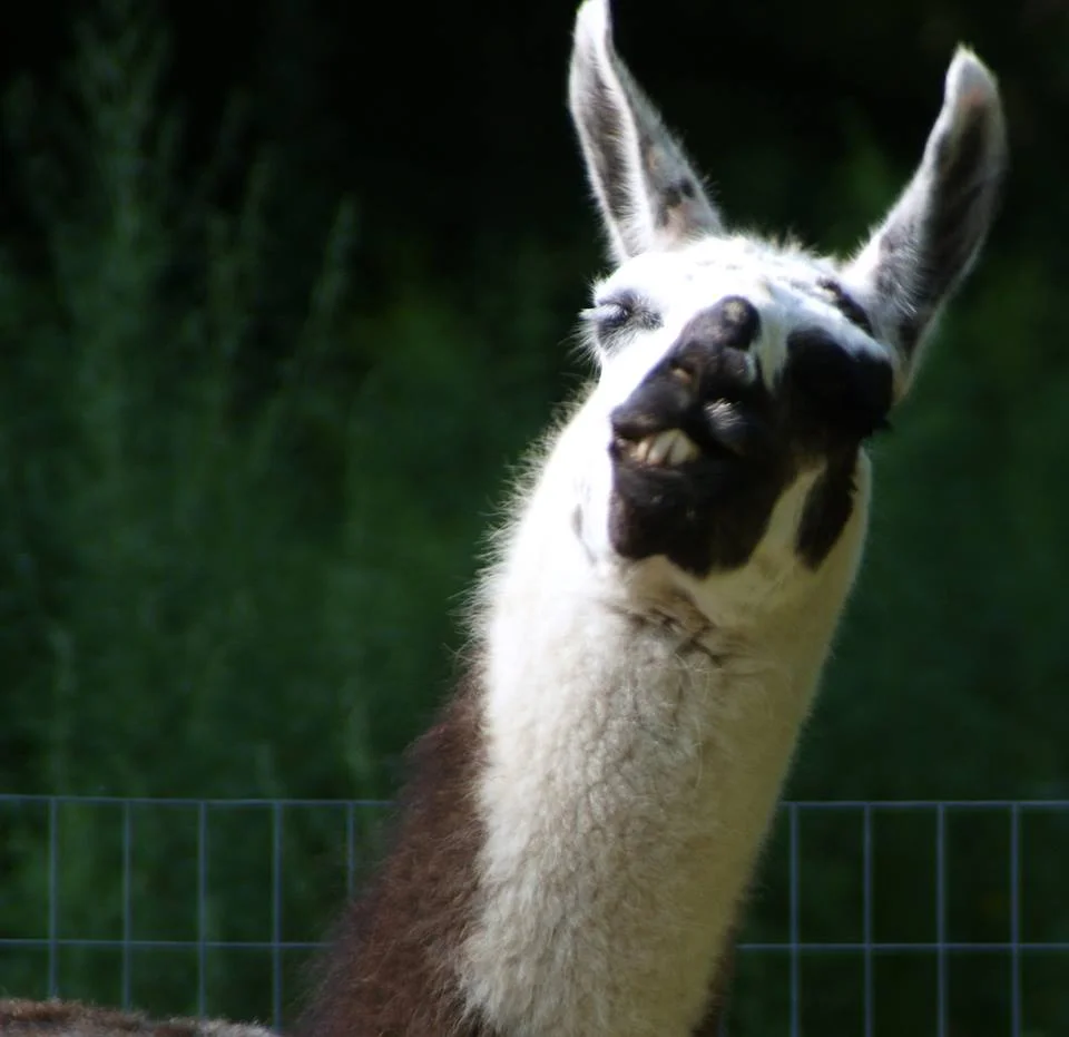 How Kissing Llamas Can Change Your Life!