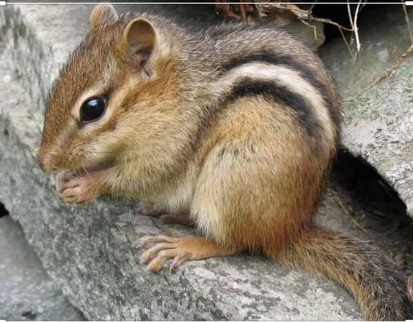 Chippy Lives On