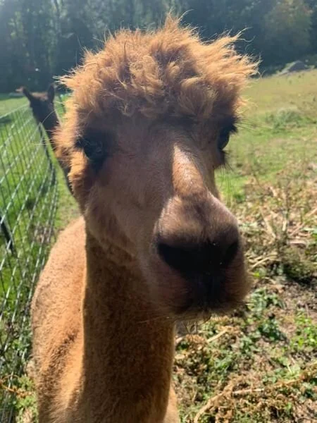 Alpacas Truly Do Not Lay Eggs