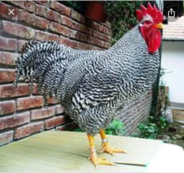 Big Bertha