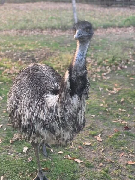 Let's Talk About Emus