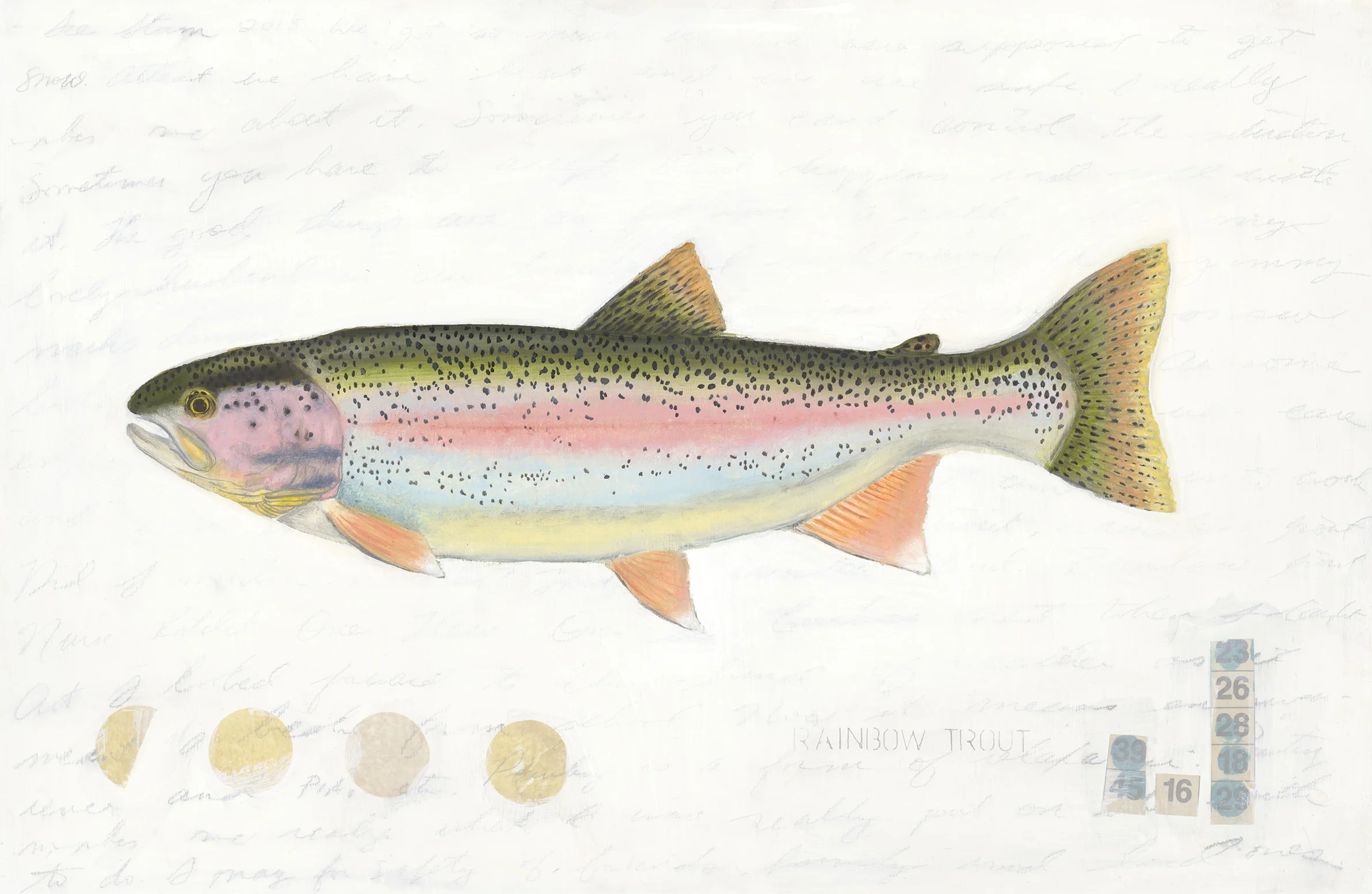 Rainbow Trout (Yellow Dot)