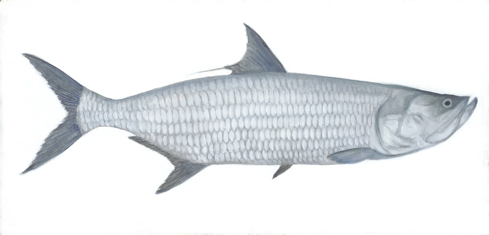 Tarpon