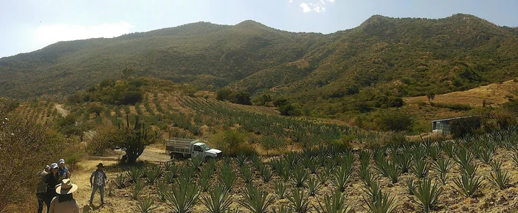 Mezcal Sinaí