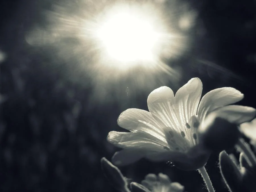 The Soul's Calling and The World is Waiting for Your Gifts 