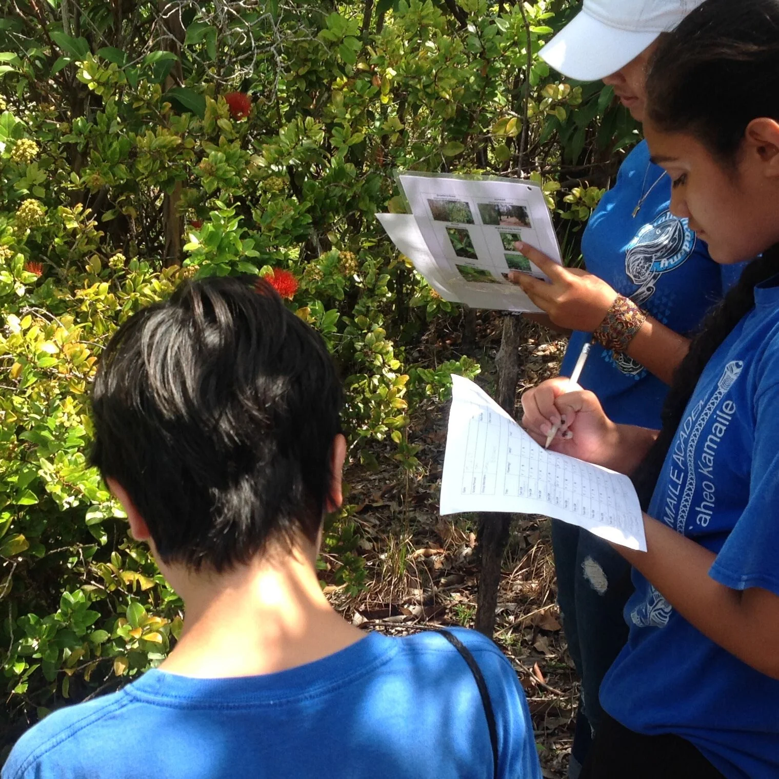 Students from Kamaile Academy study ‘ohi‘a during a hike through the Ko‘olau Mountains, 2016