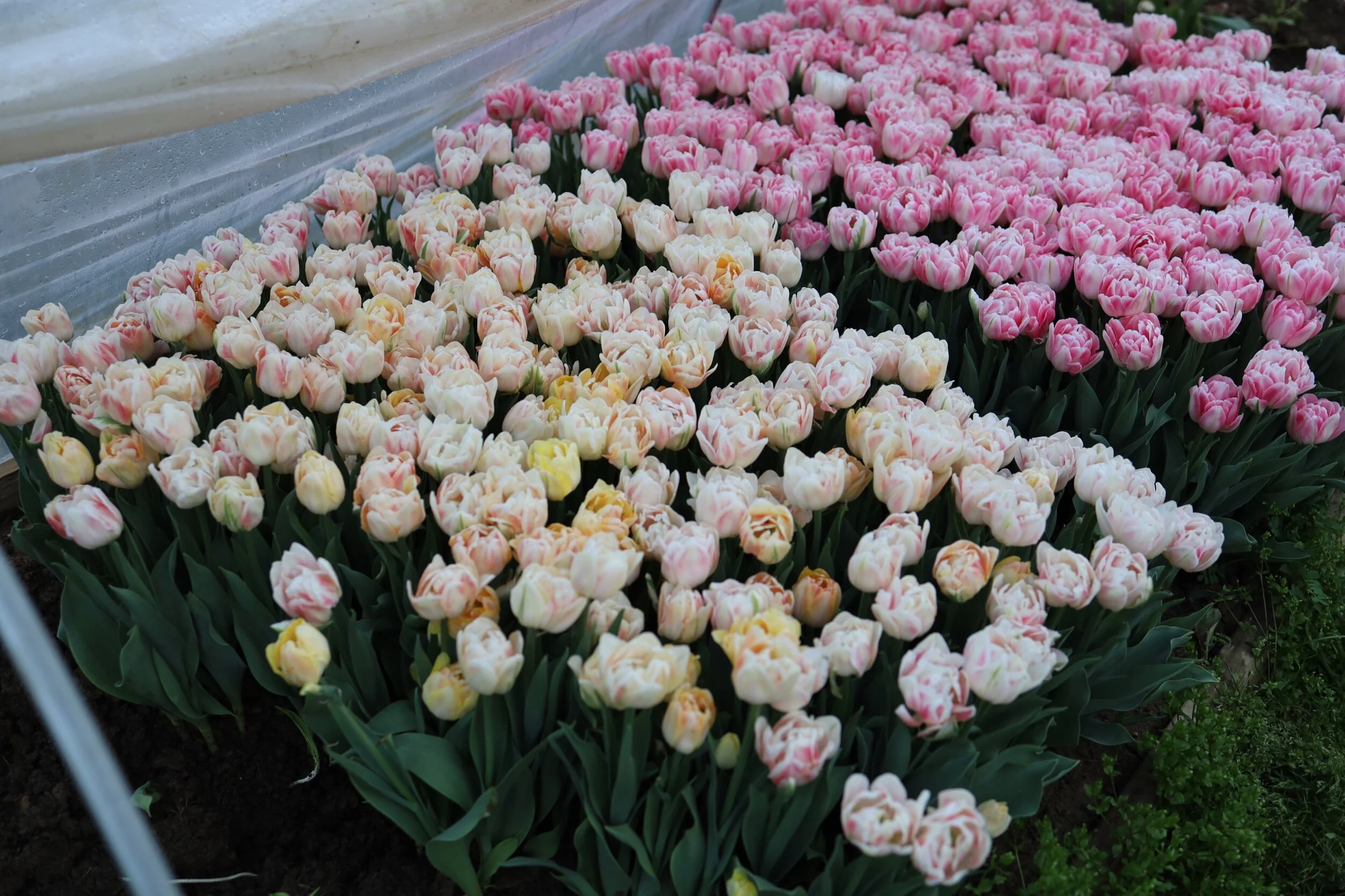 3ABE41E3-B9F2-4D78-BC2A-5D3839FECBDB