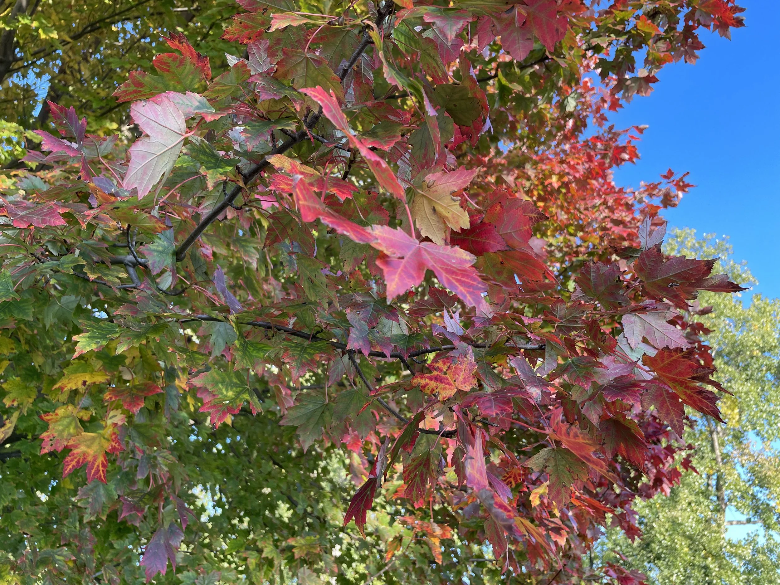 Fall’s Positive Lens