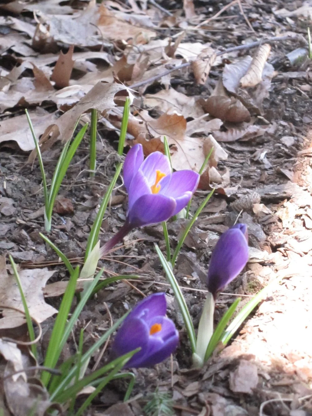 As Sure As A Crocus