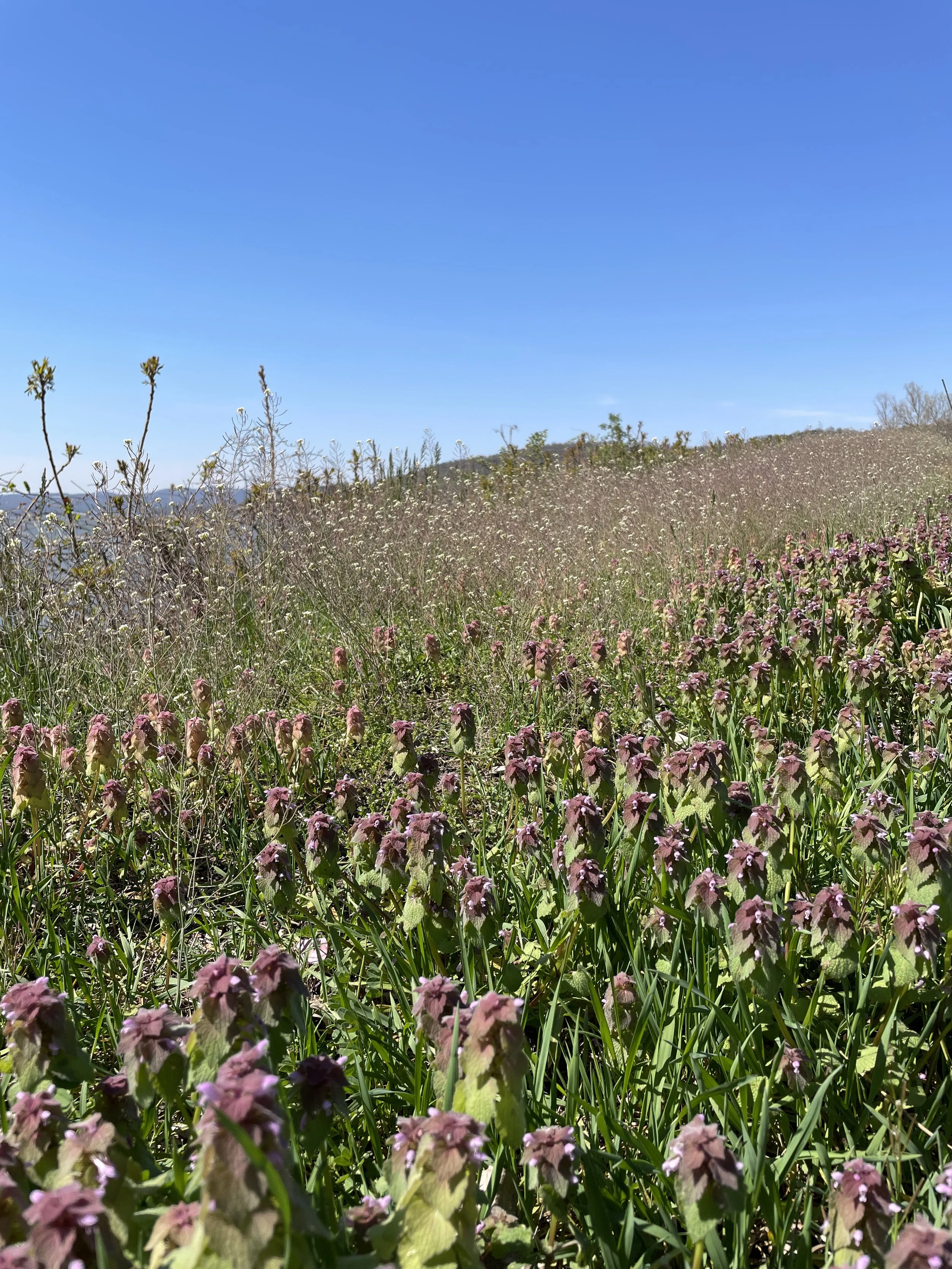 Overwhelmed by Clutter