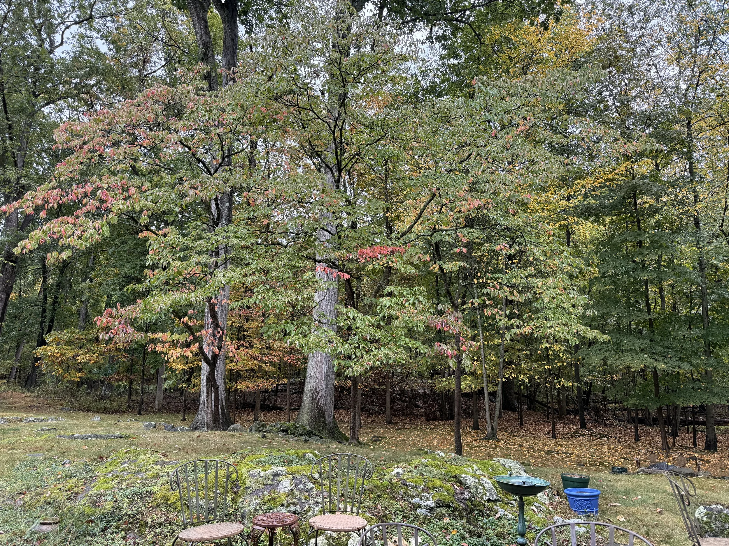 Fall's Seasonal Shifts and Transformations