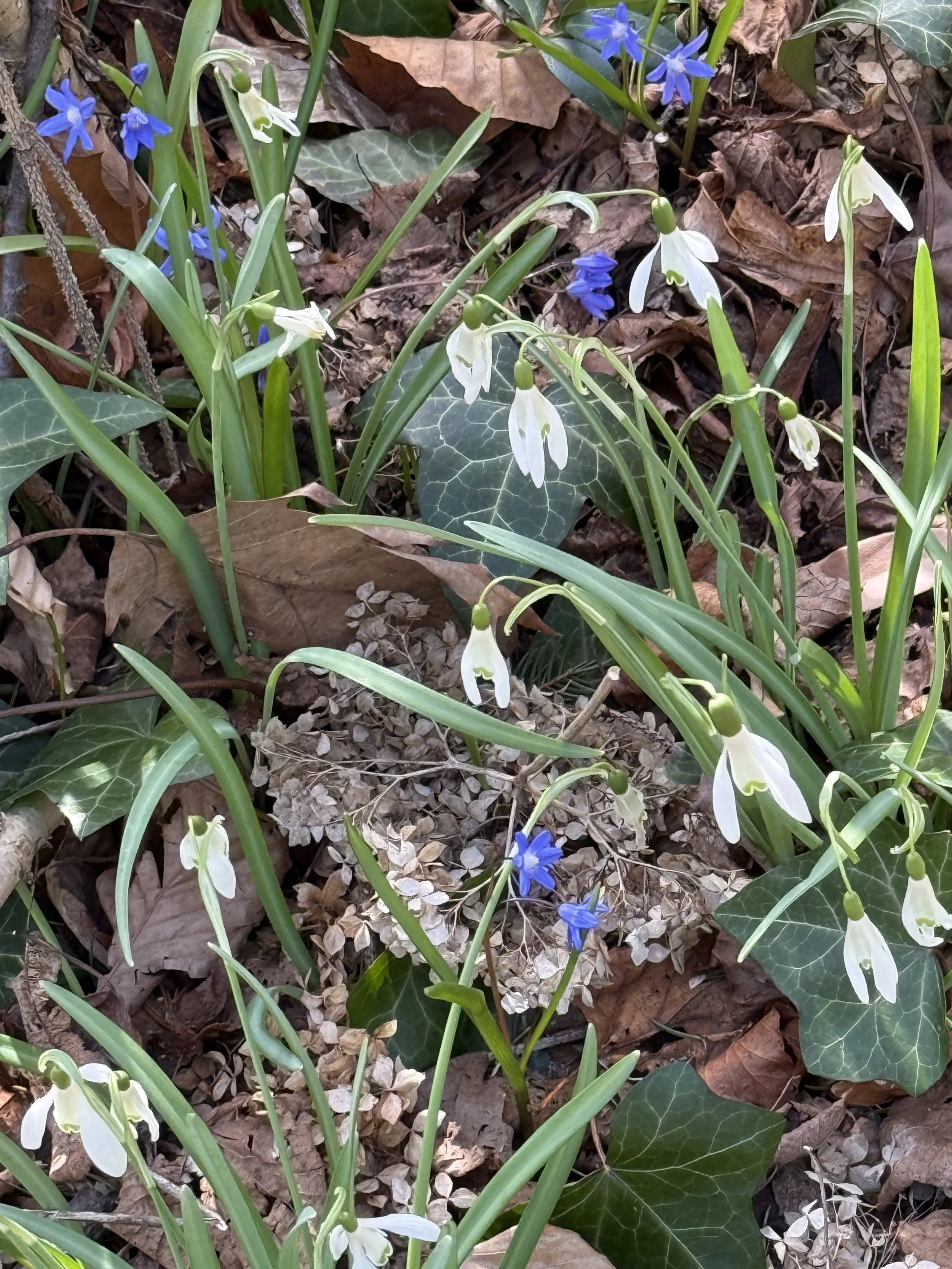 Springtime Letting Go