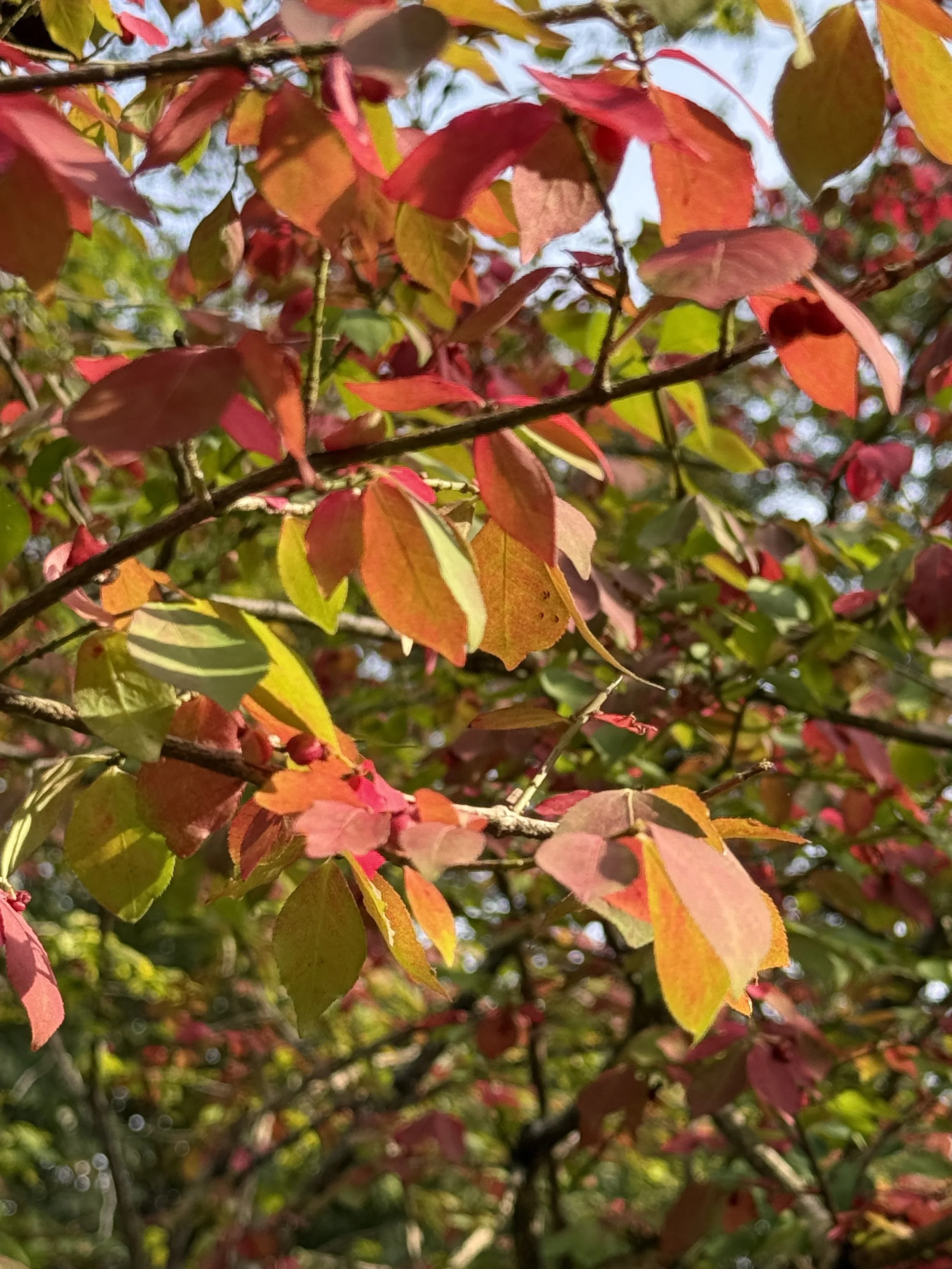 Imagining Fall Possibilities