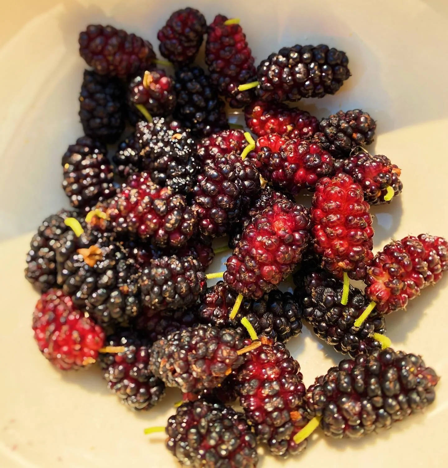 Life has been moving in all kinds of crazy directions, lately. Most of my mercury retrograde has been spent laughing at some silly mishaps, slowing down to smell the roses, and enjoying my 28th trip around the sun ✨ I even found these mulberries grow