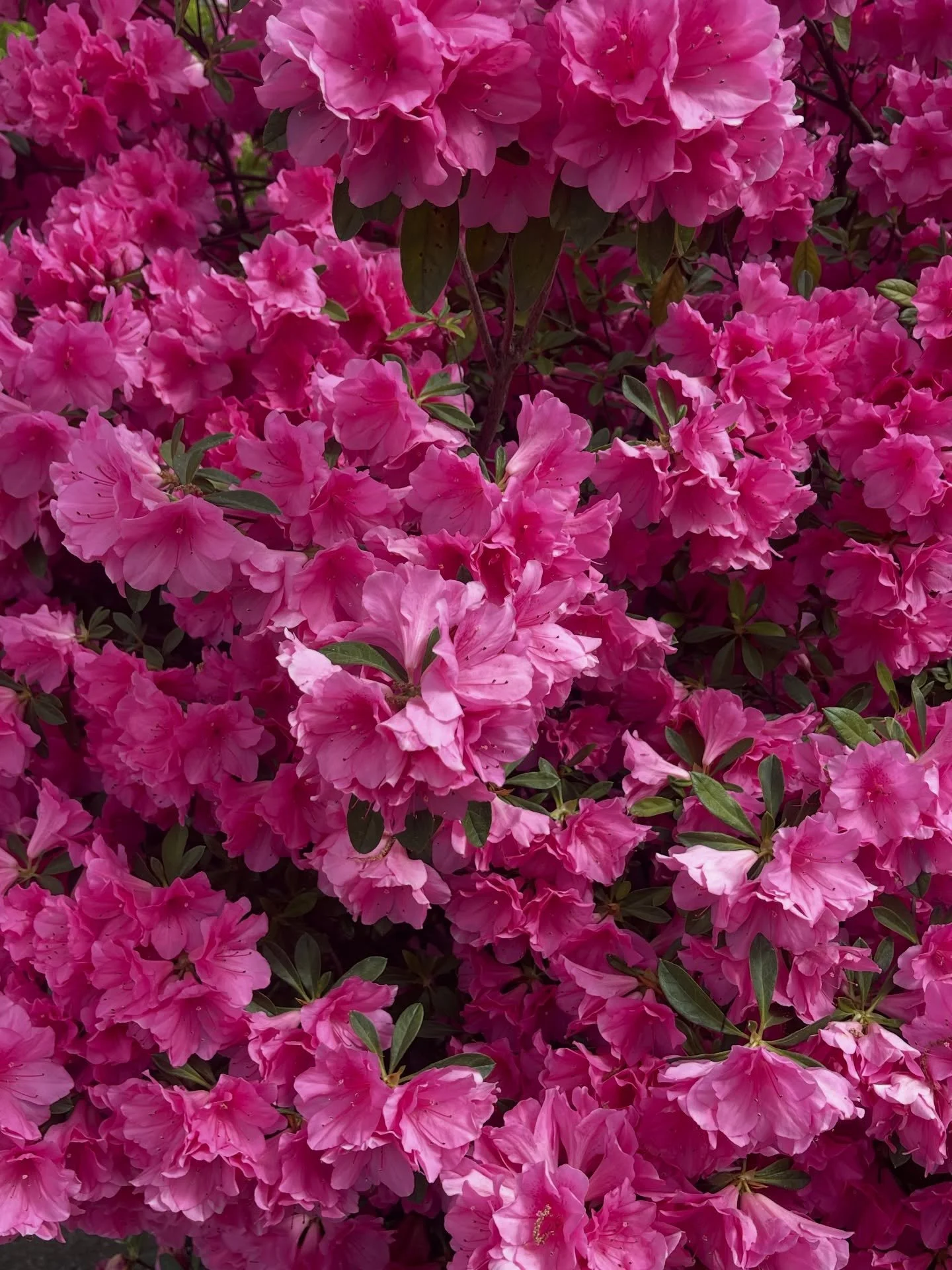 Join us this March for movement &amp; community as we bloom into spring 🌸✨

Throughout the month, we are offering a variety of activities:

🦋 YouTube + in person yoga classes
🦋 YouTube Pilates based classes
🦋Community walks

Comment &ldquo;Hamron