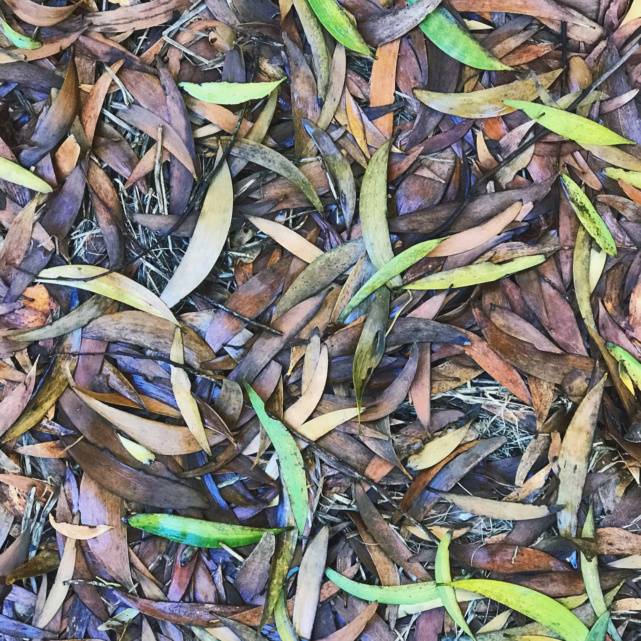 a koa forest floor