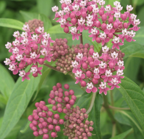 Plant a Pollinator Garden! — Ohio Native Plant Month