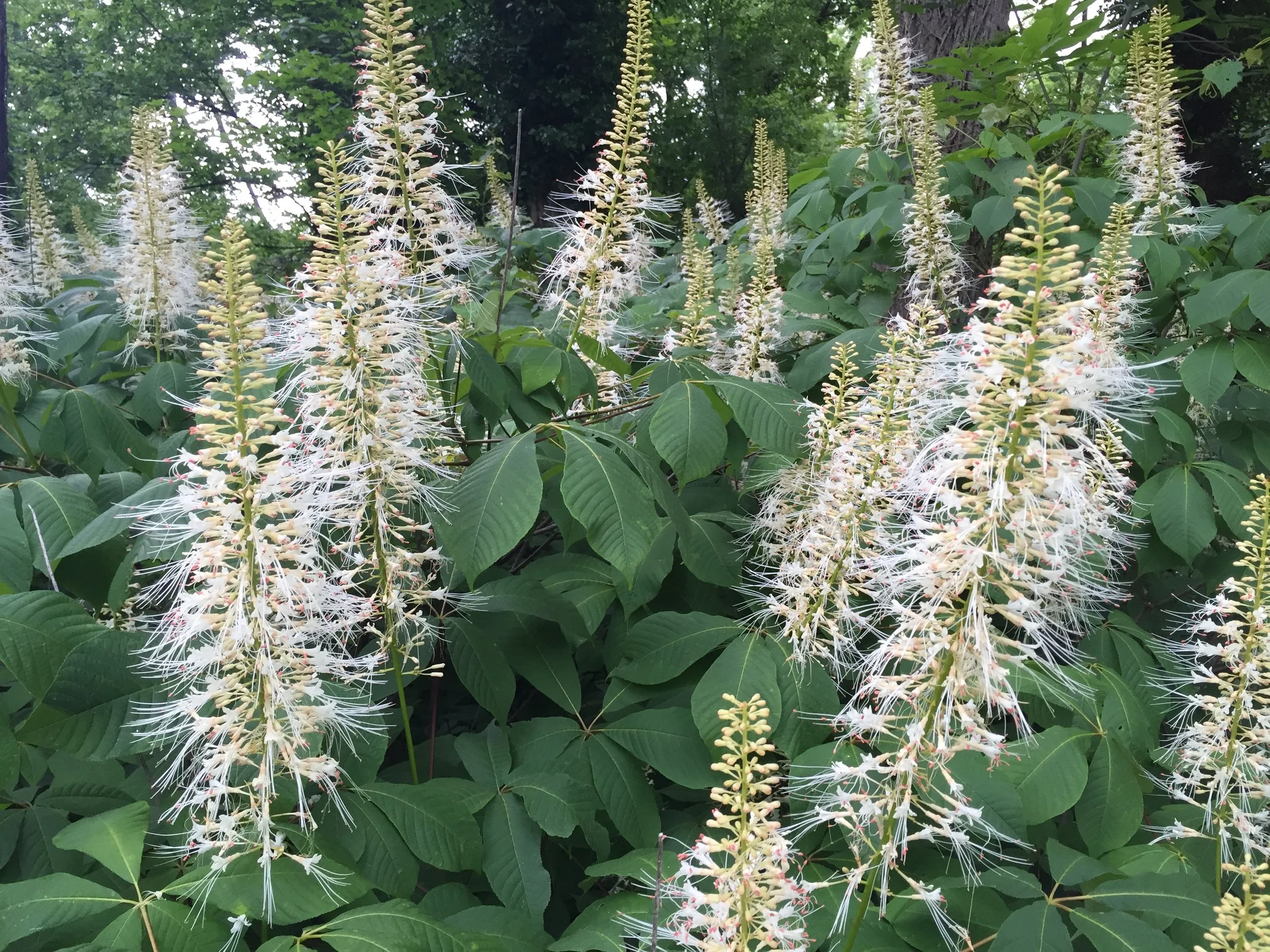 Fall Flowers In Ohio Best Flower Site