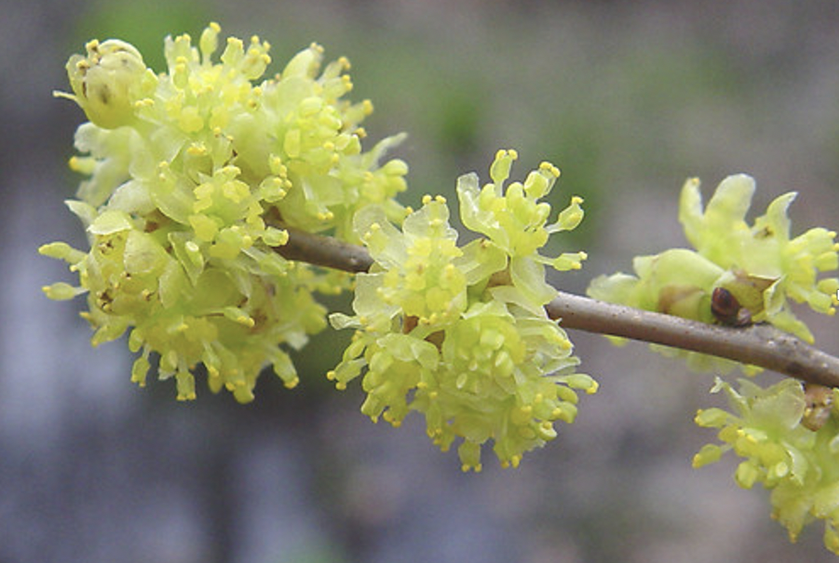 Ohio Native Plants of Distinction! — Ohio Native Plant Month