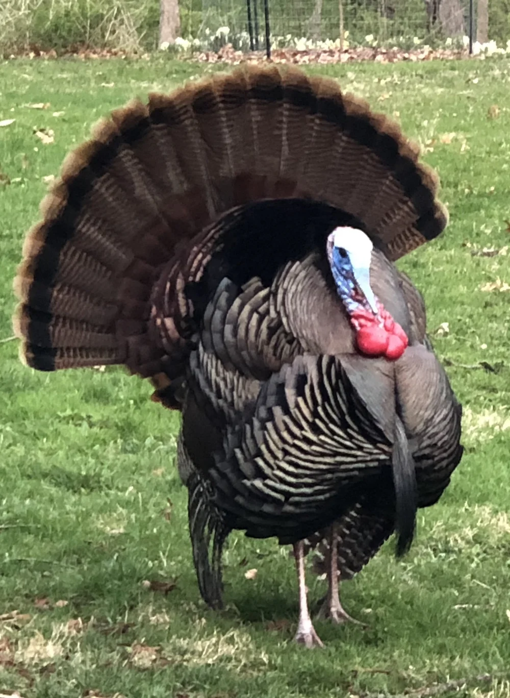 Ohio Native Plant Month