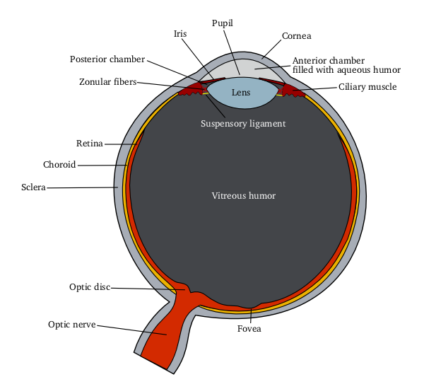 Schematic_diagram_of_the_human_eye-1.png