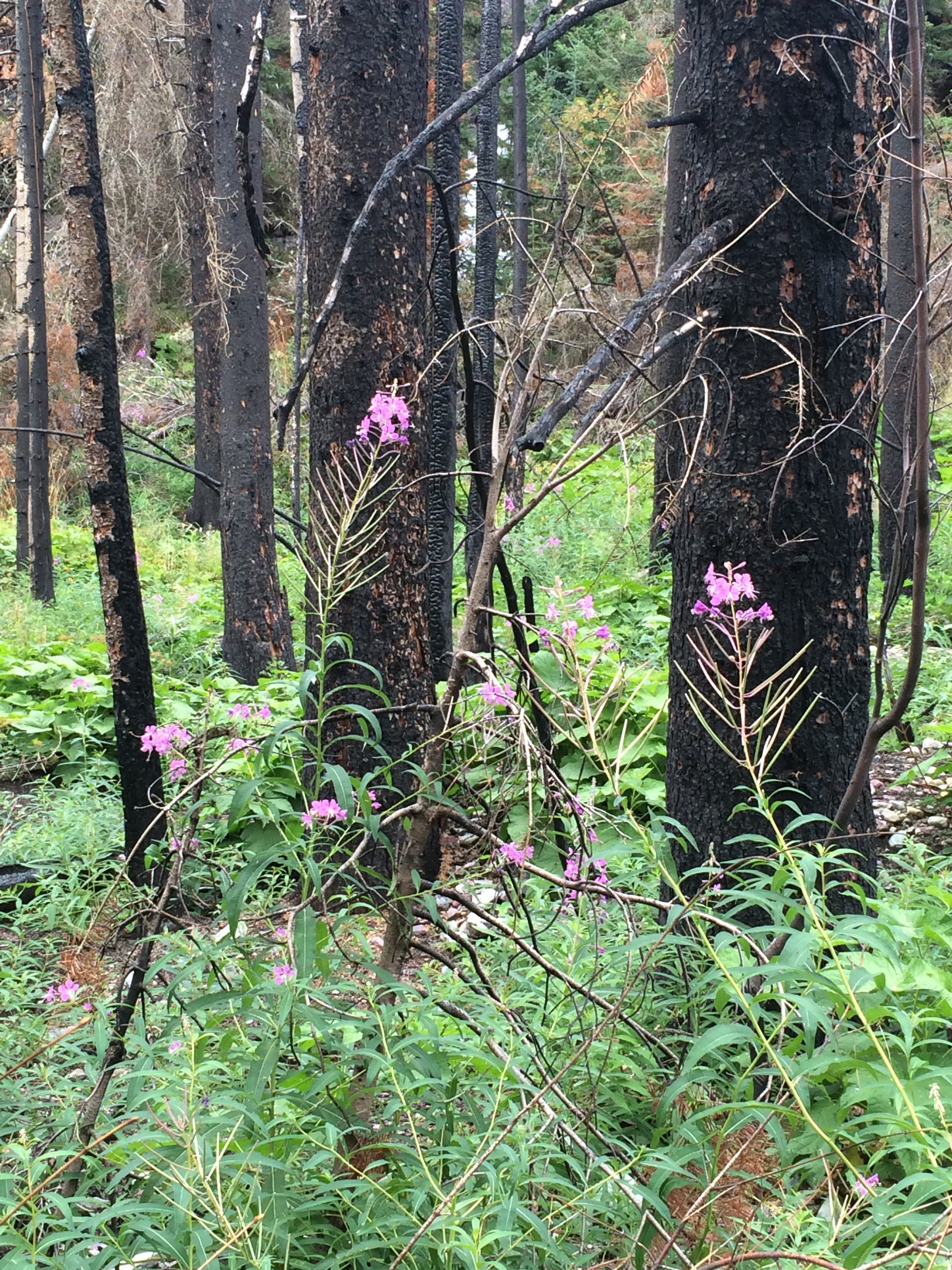 Wildfire Blooms