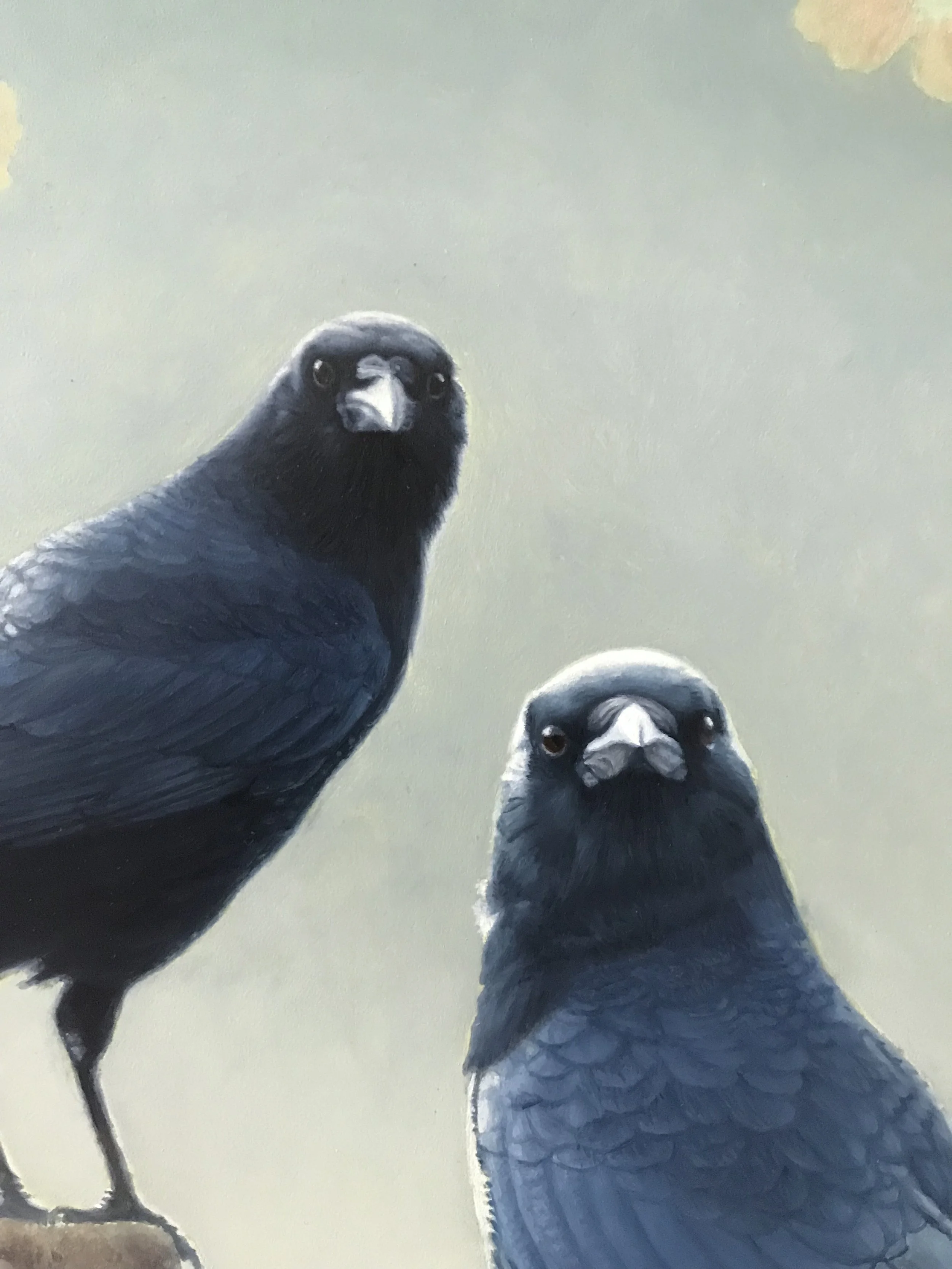 two crows looking directly