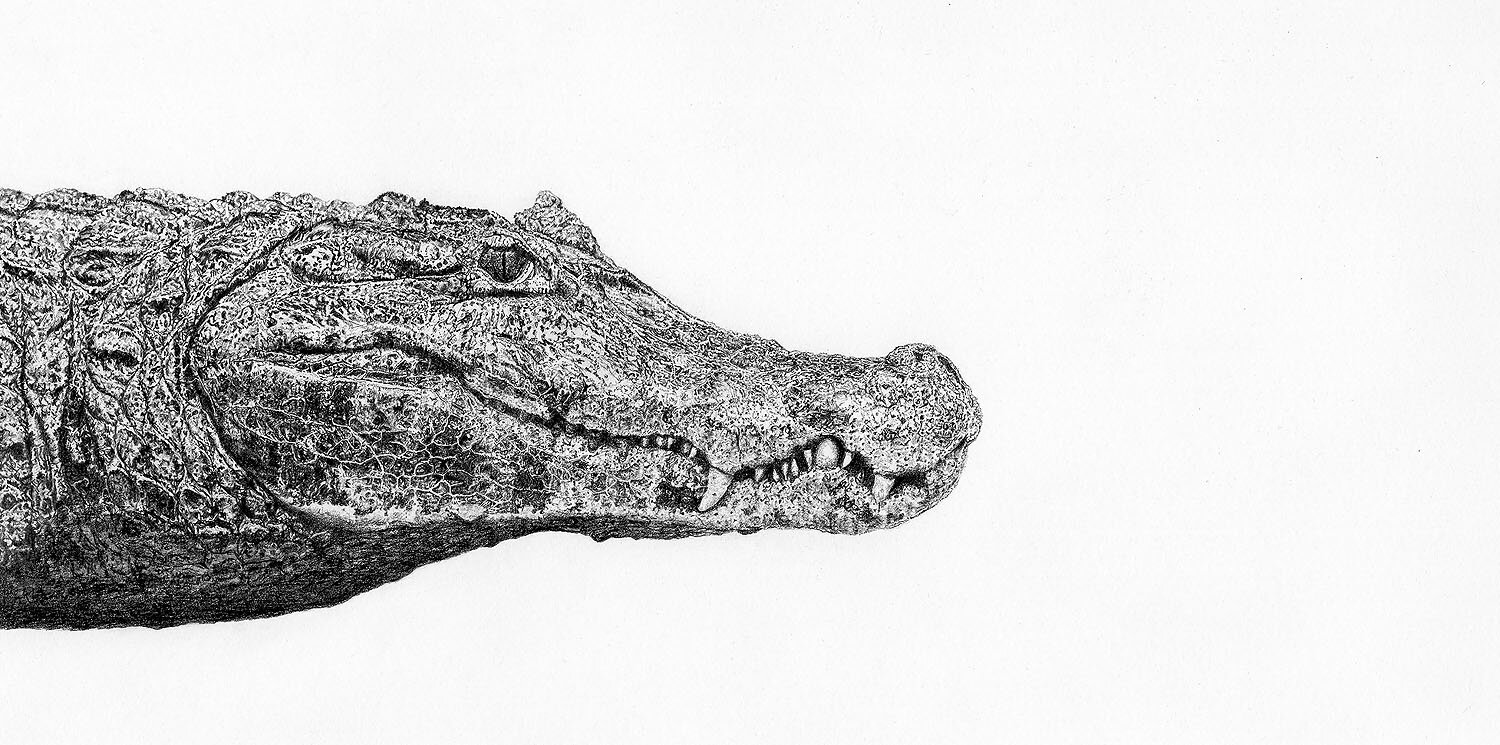 Caiman - Rio Beni, Bolivia