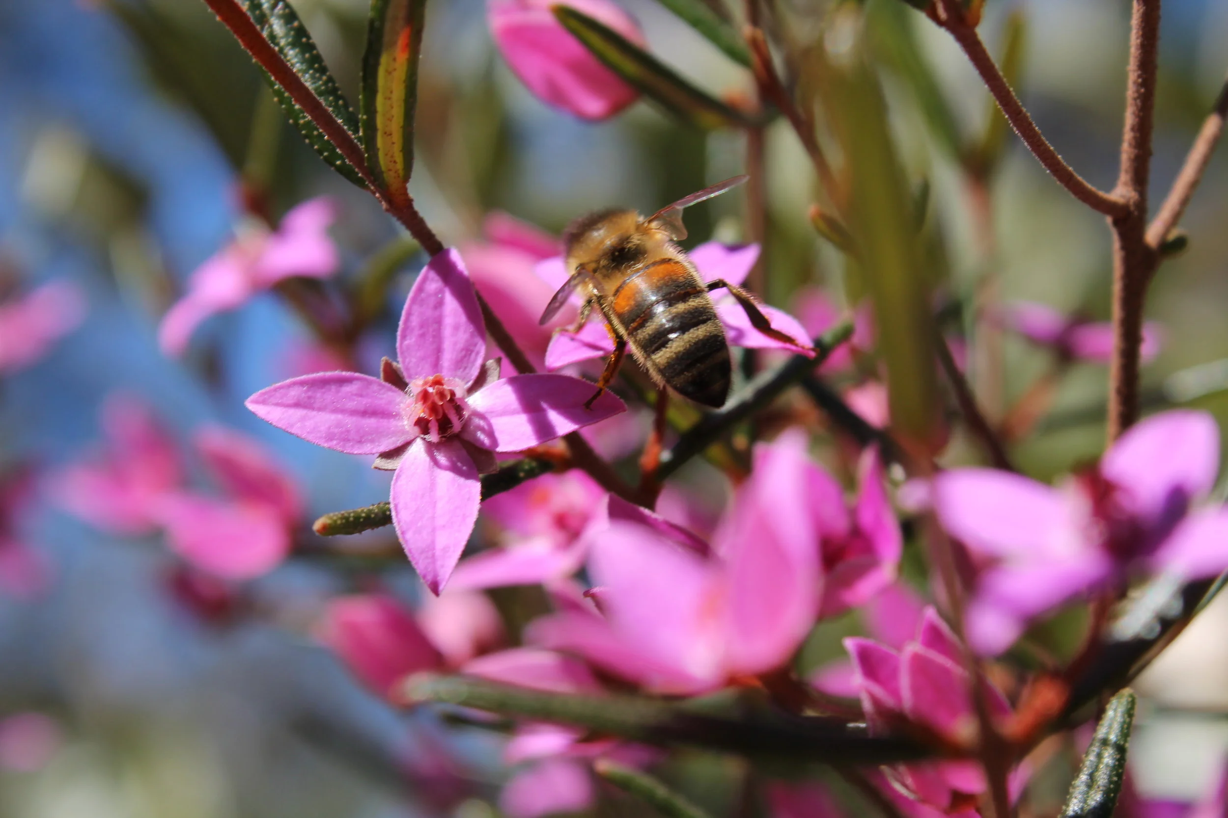 Honeybee on Boronia ledifloia.JPG