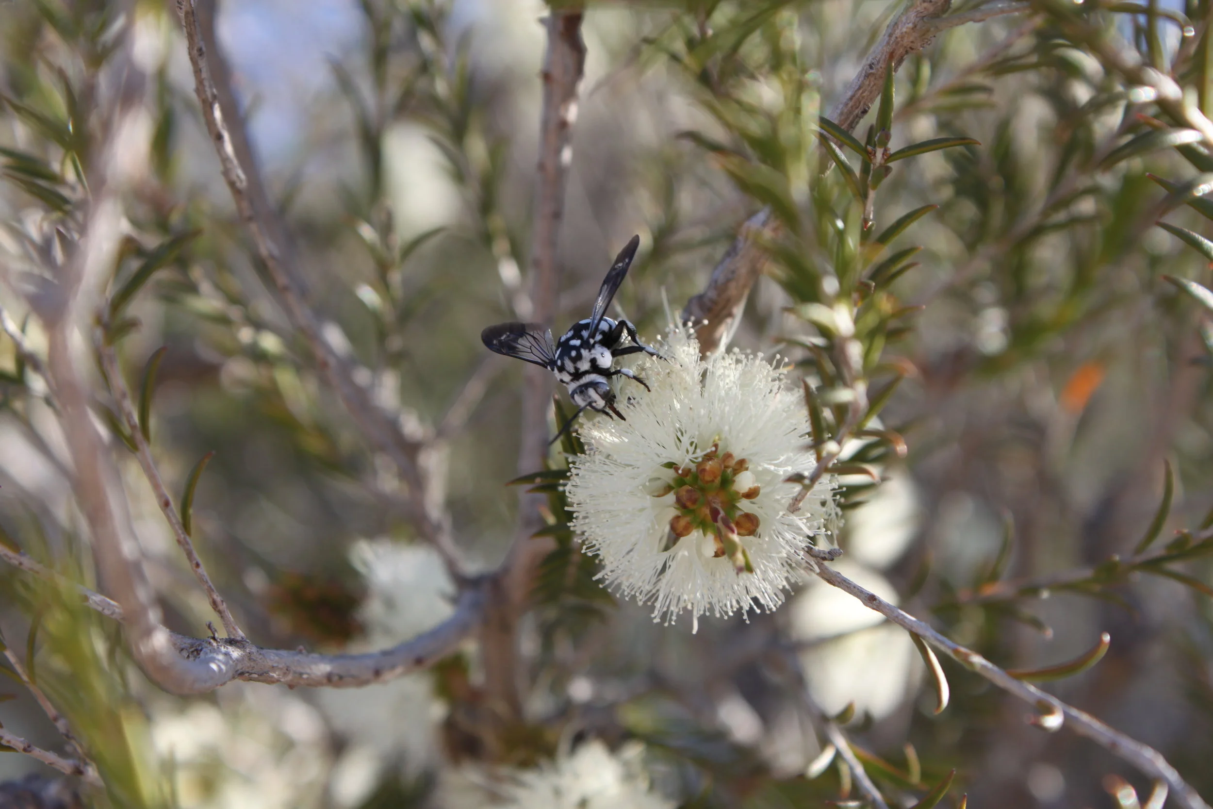 Domino cuckoo bee.JPG