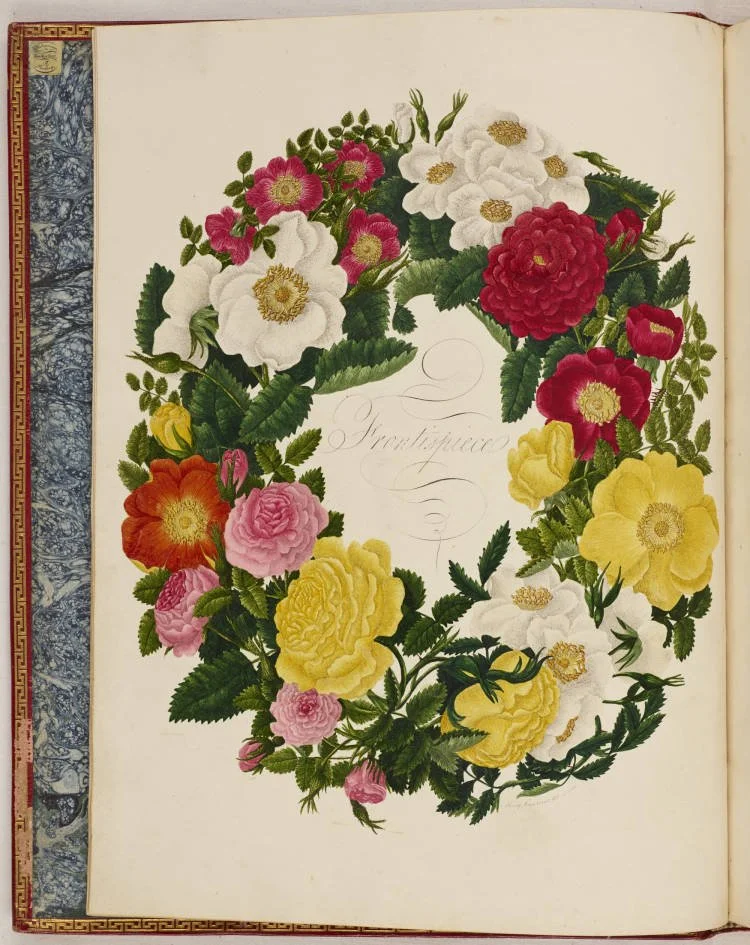 Available for listening - A collection of Roses from Nature by Mary Lawrance