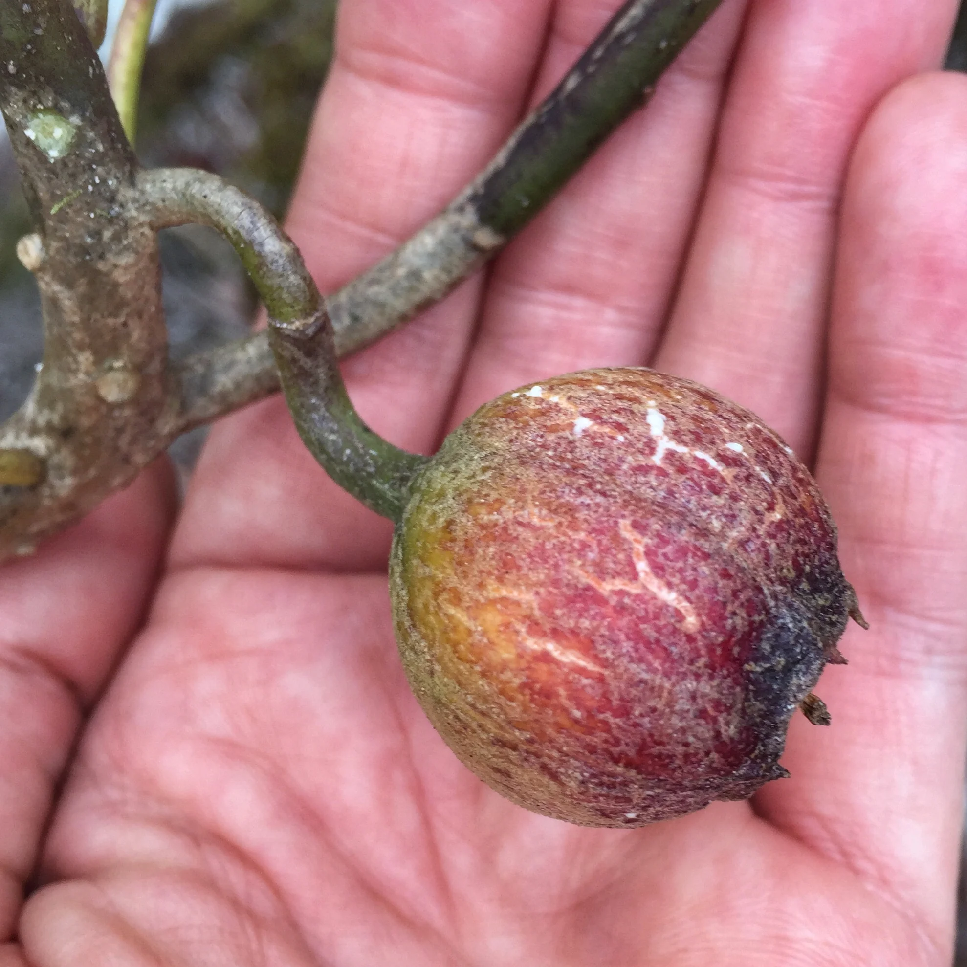  hāhāʻaiakamanu fruit 